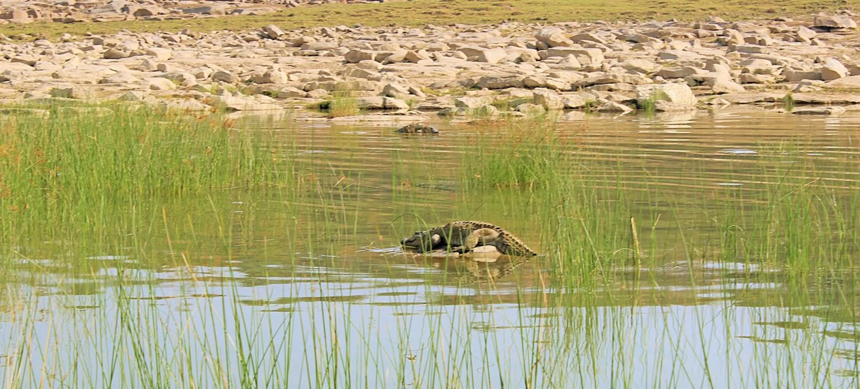 Animals in Bhadrawati - A Riverside Safari Lodge Ranthambore