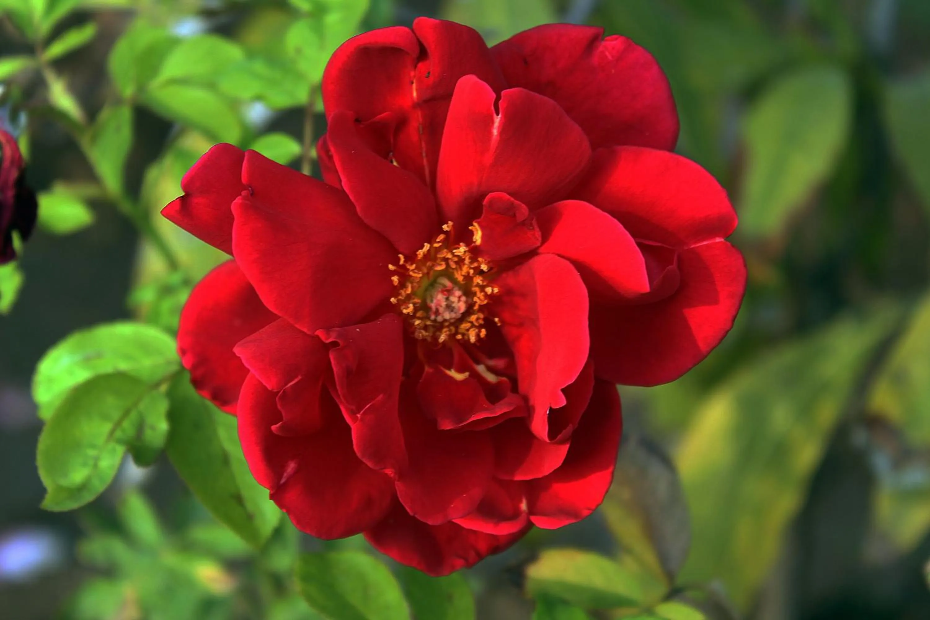 Other in Bhadrawati - A Riverside Safari Lodge Ranthambore