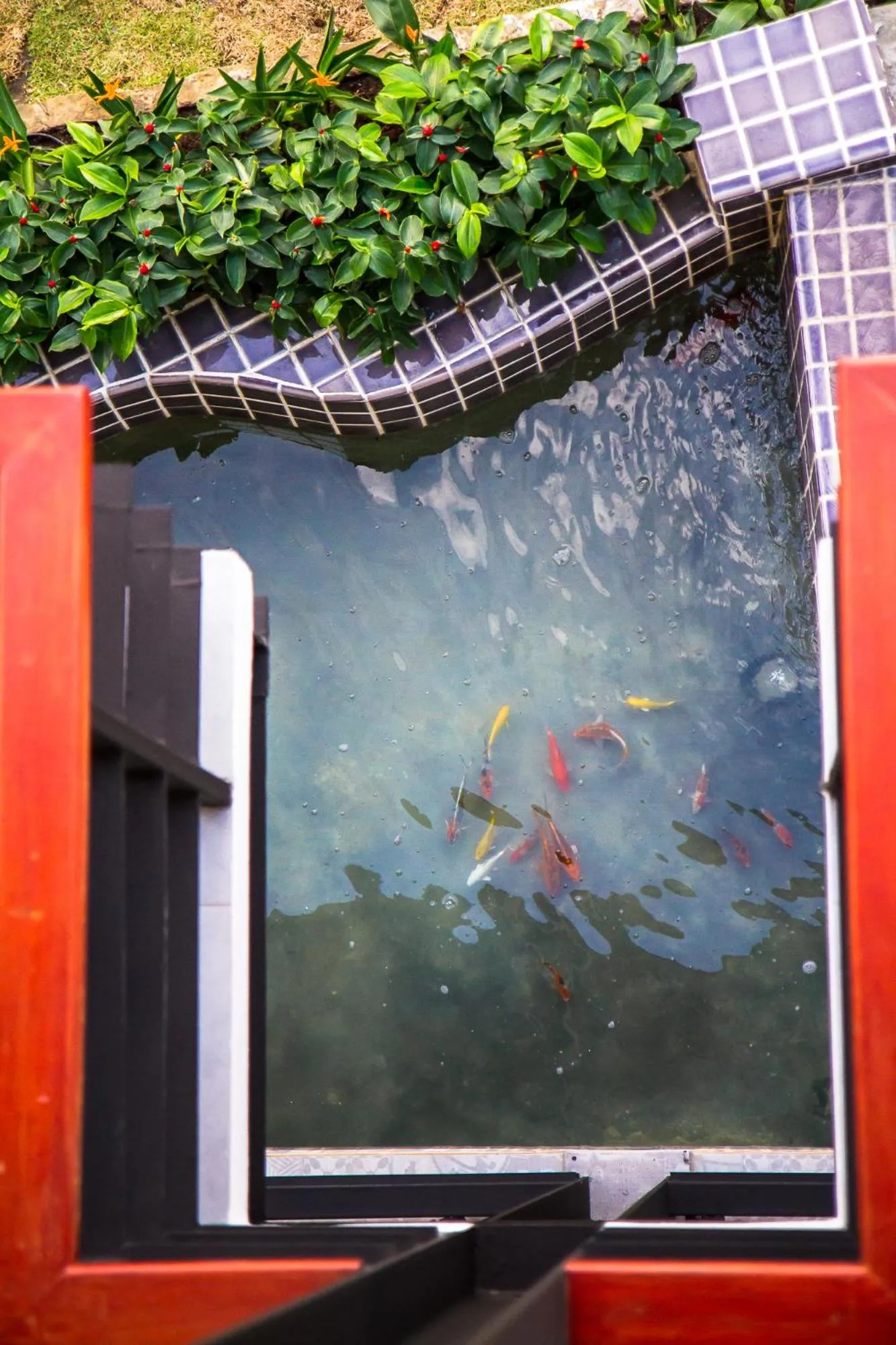 Pets in Hotel De Nara