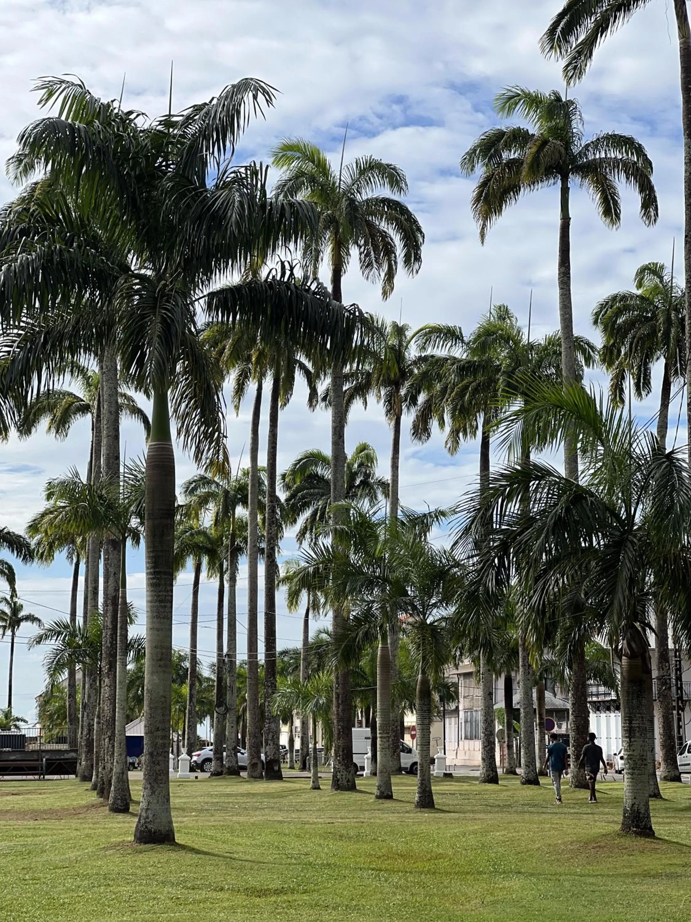 Activities in Ibis Styles Cayenne Centre Amazonia