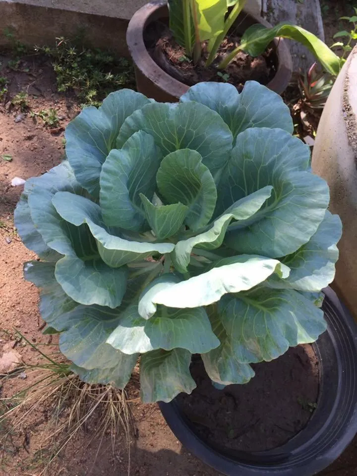 Baan Boom Boxes Eco Friendly Resort