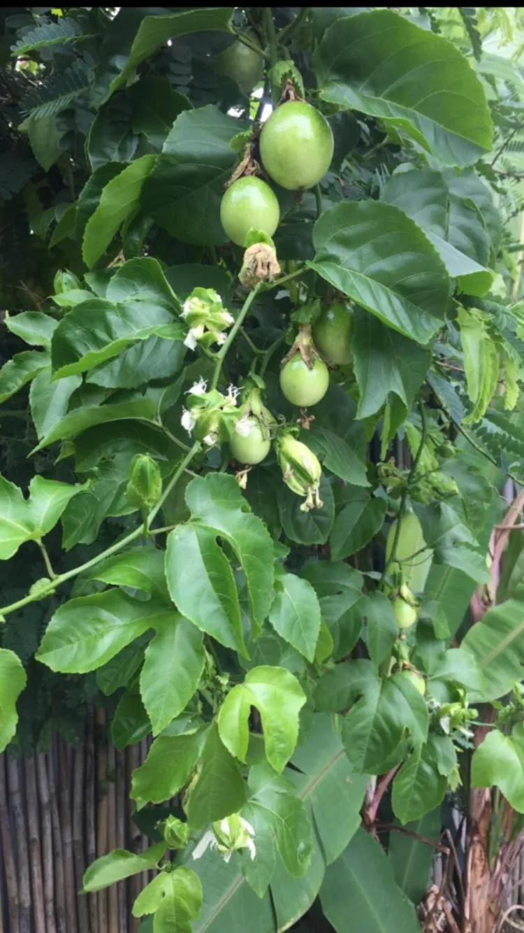 Baan Boom Boxes Eco Friendly Resort