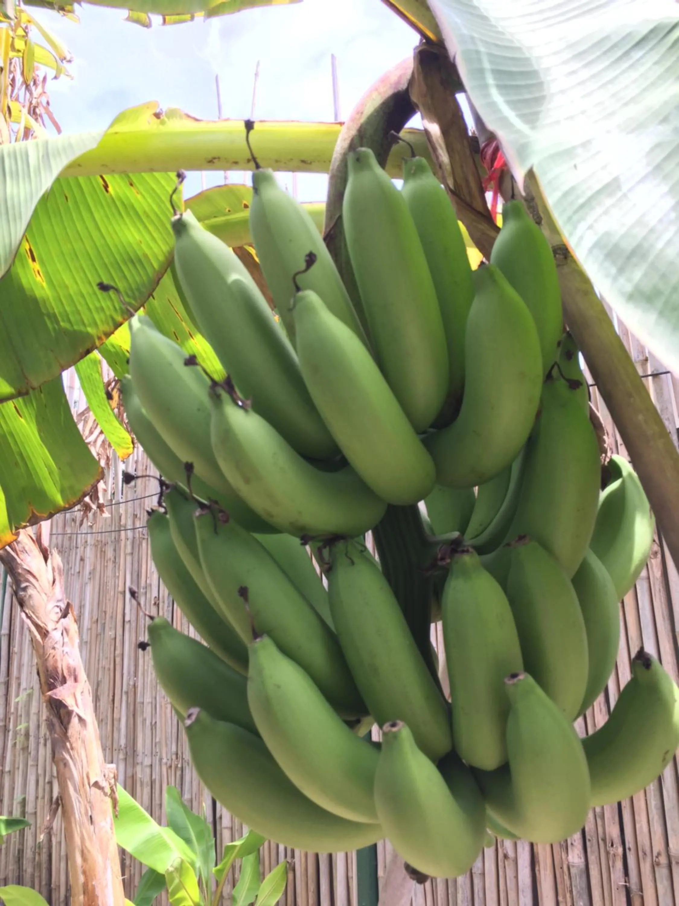 Baan Boom Boxes Eco Friendly Resort