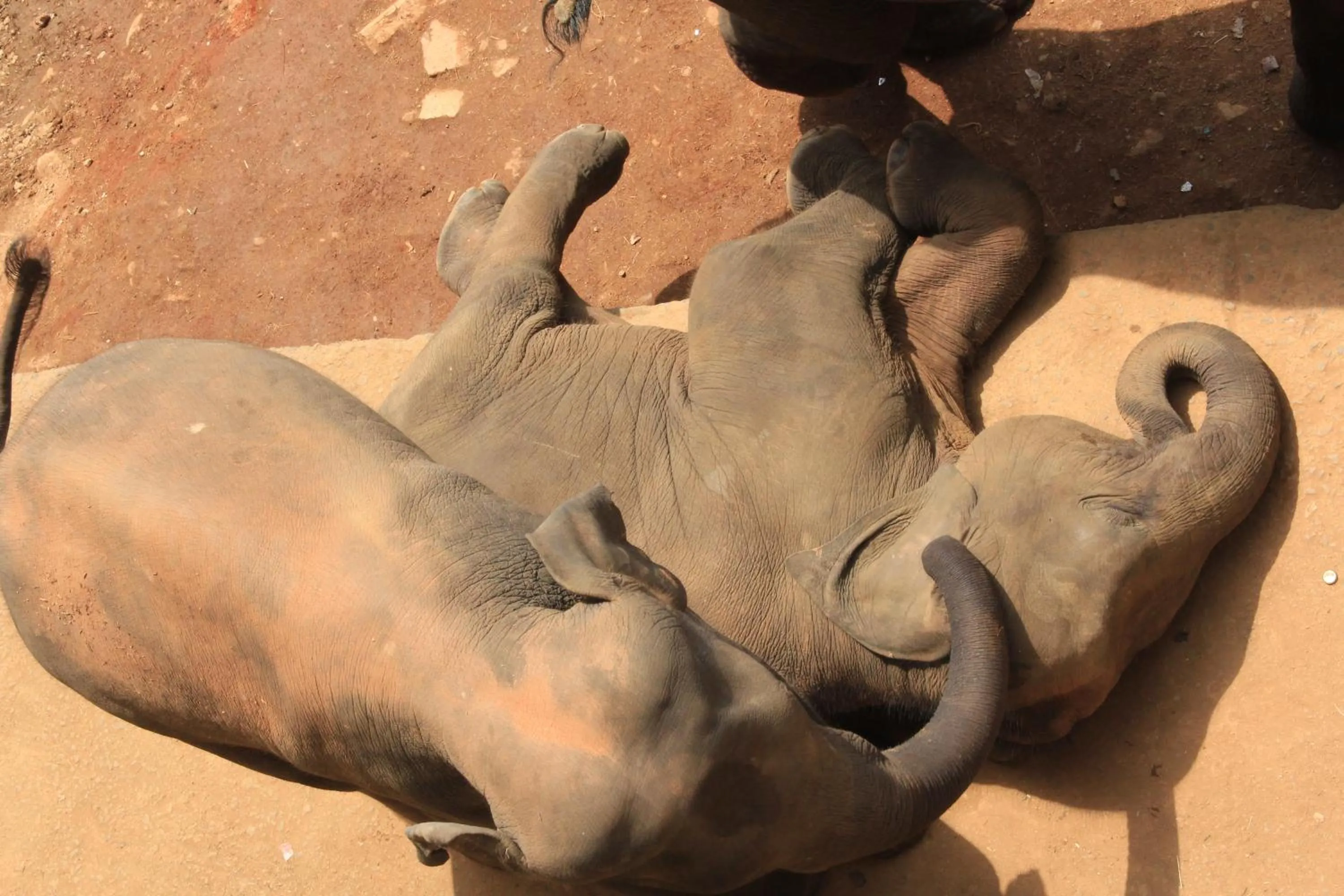 Entertainment in Cafe Pinnalanda