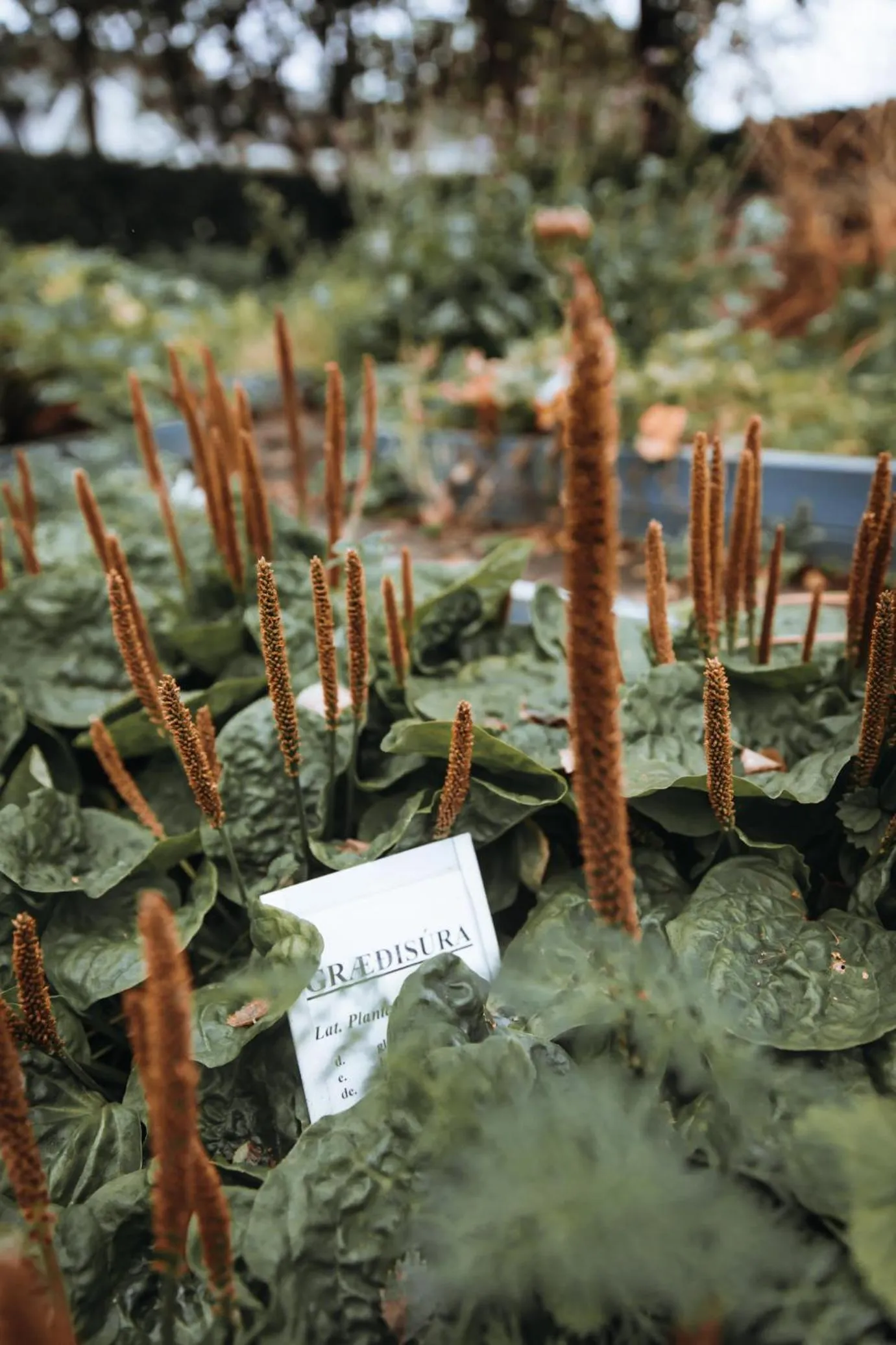 Garden in Hótel Skálholt in Golden Circle