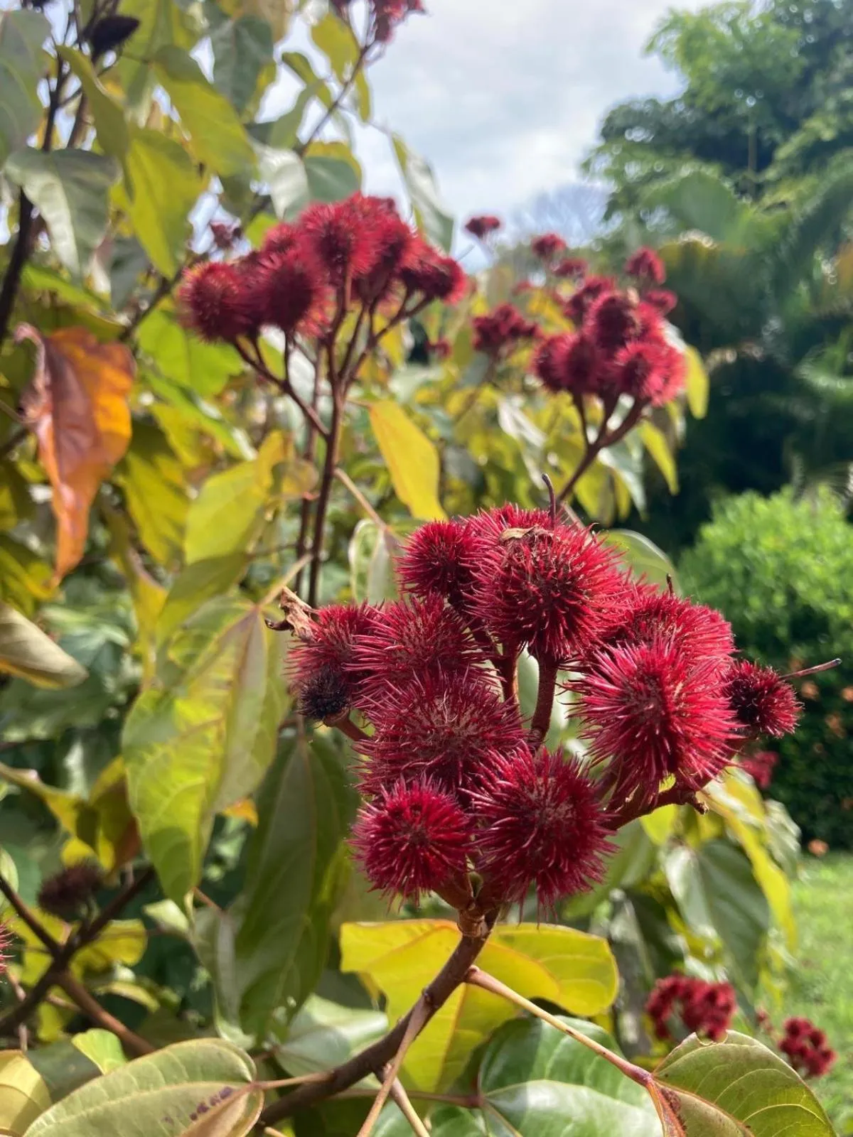 Garden in Jodokus Inn