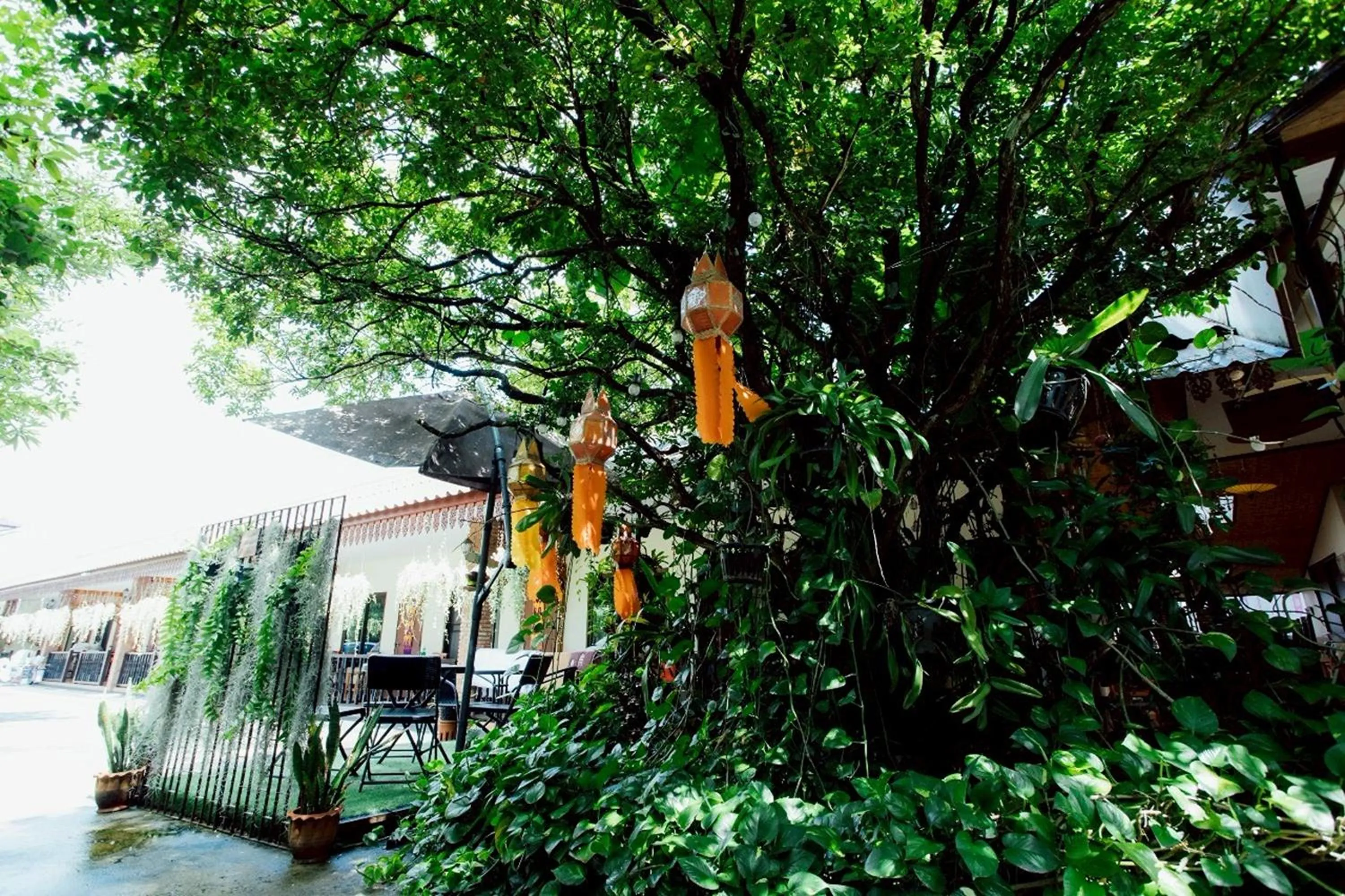 Garden in Gita's House