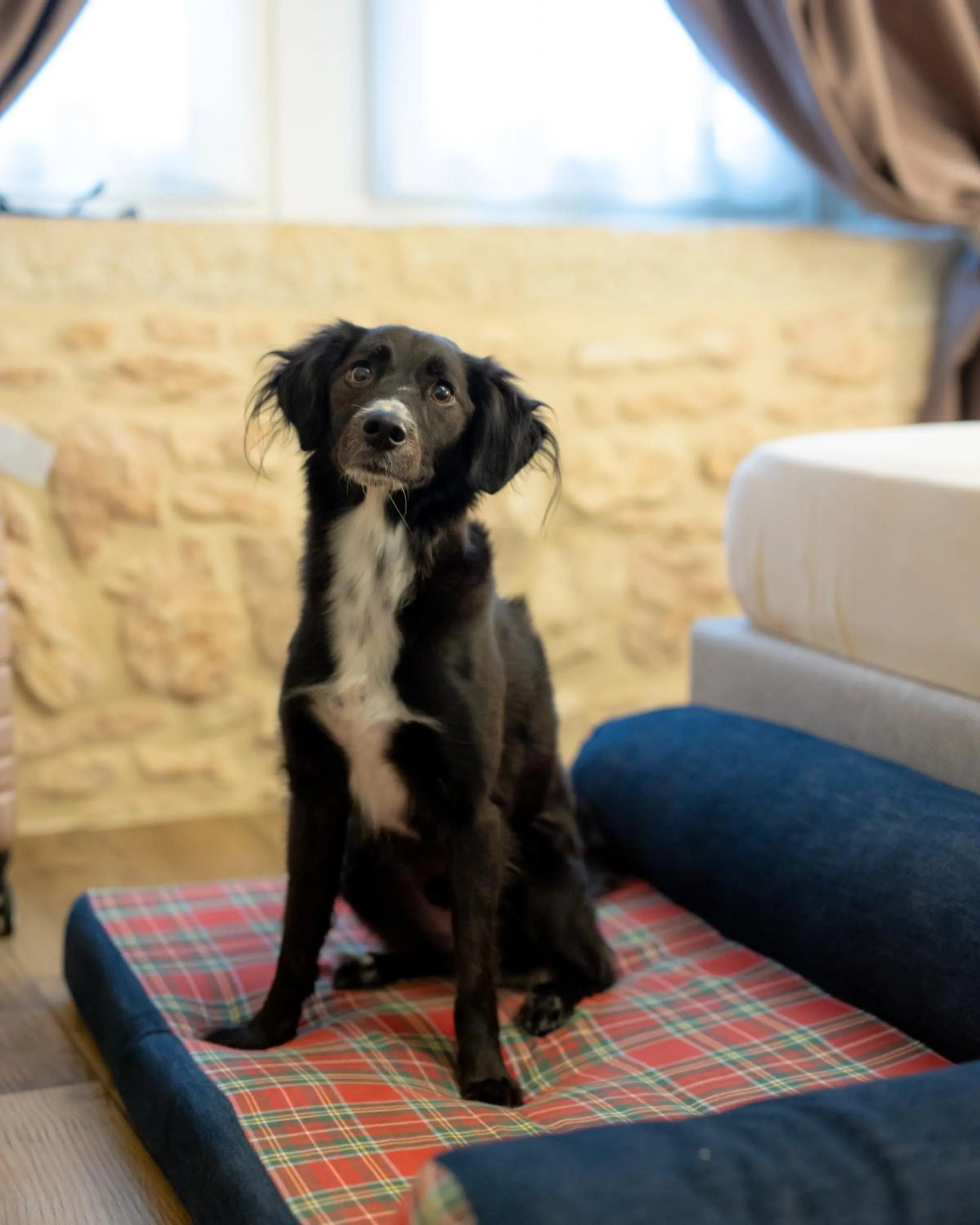 Pets in Casa Leon d'Oro