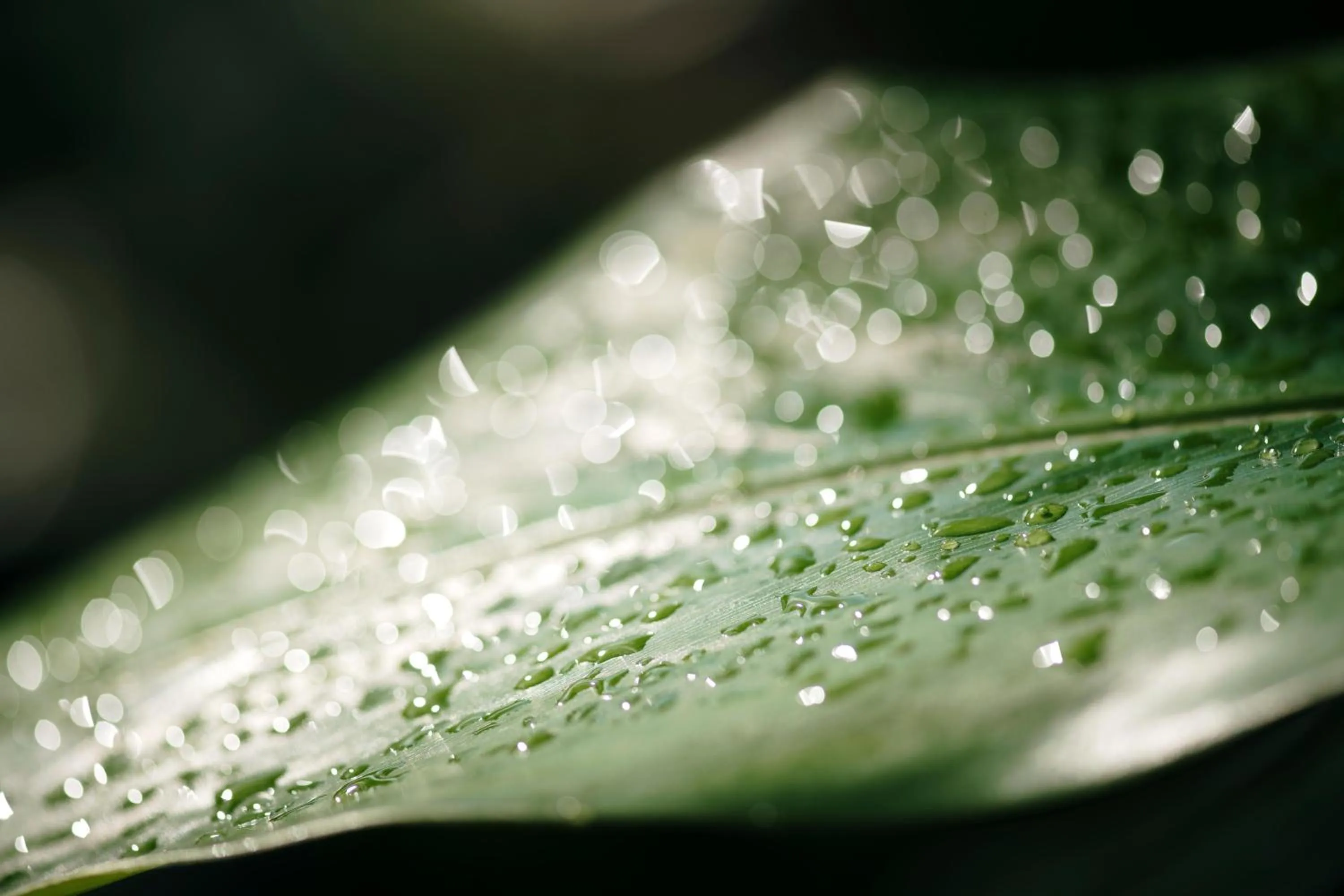 Photo of the whole room in Sandals Regency La Toc All Inclusive Resort and Spa - Couples Only