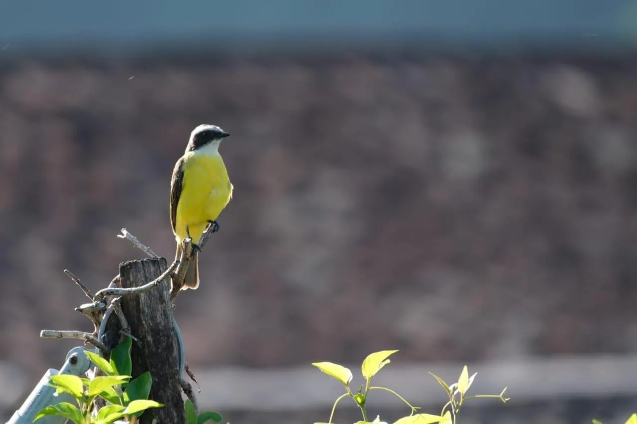 Bird's eye view in Hotel Mon Ami