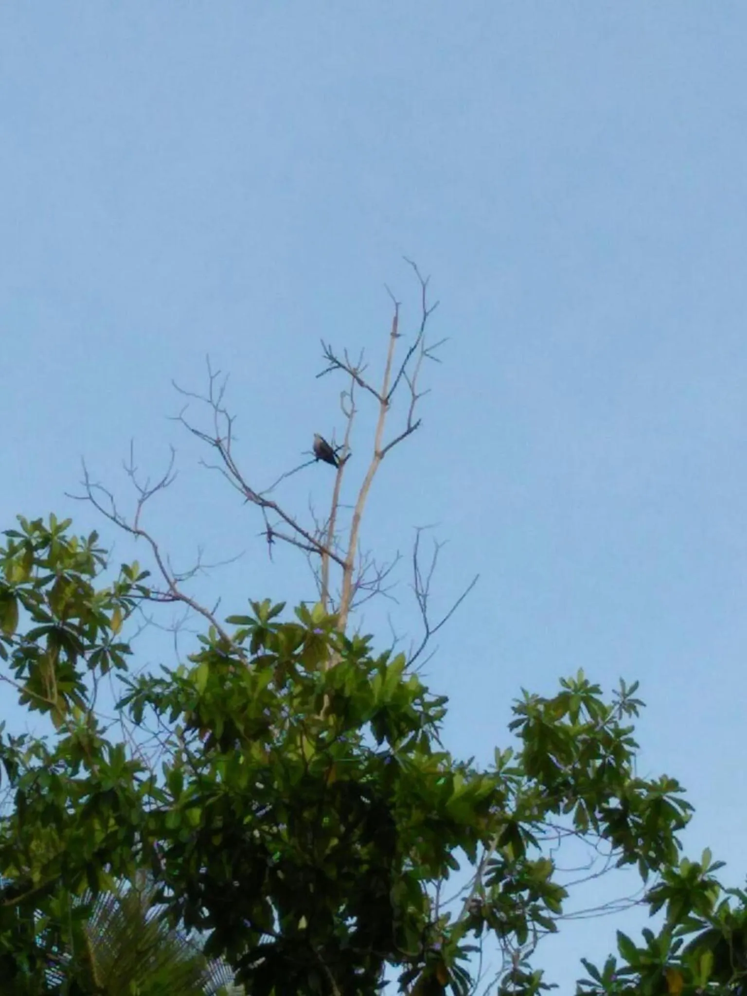 On site in Ging View Villa