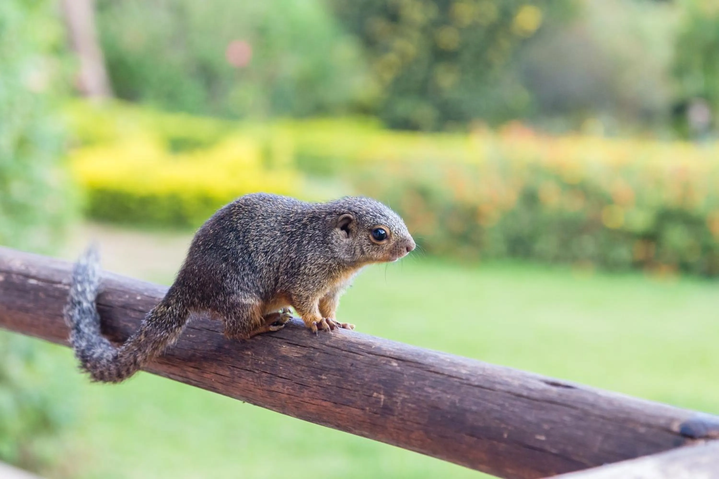 Animals in Aishi Machame