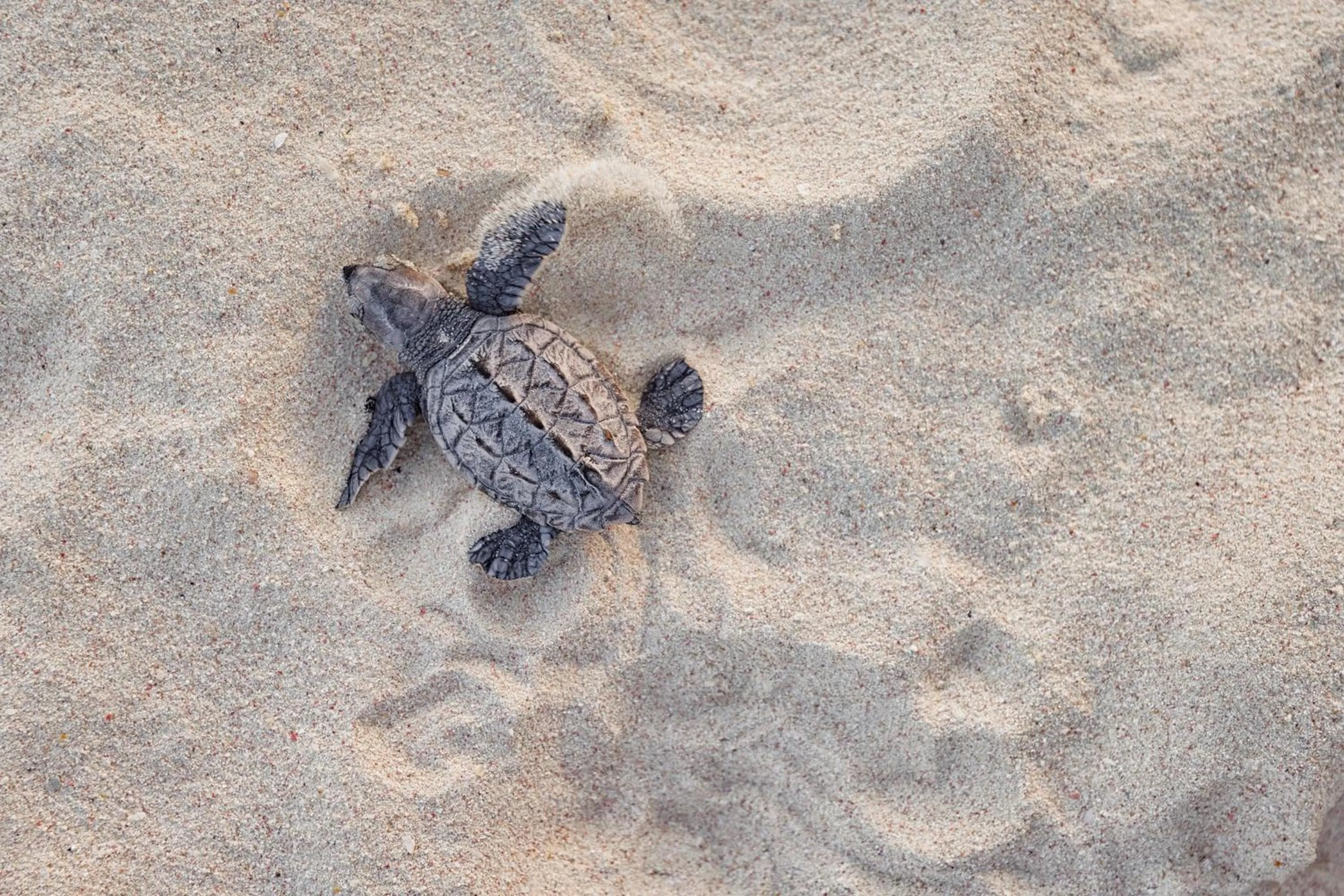 Other in Sandals Barbados All Inclusive - Couples Only