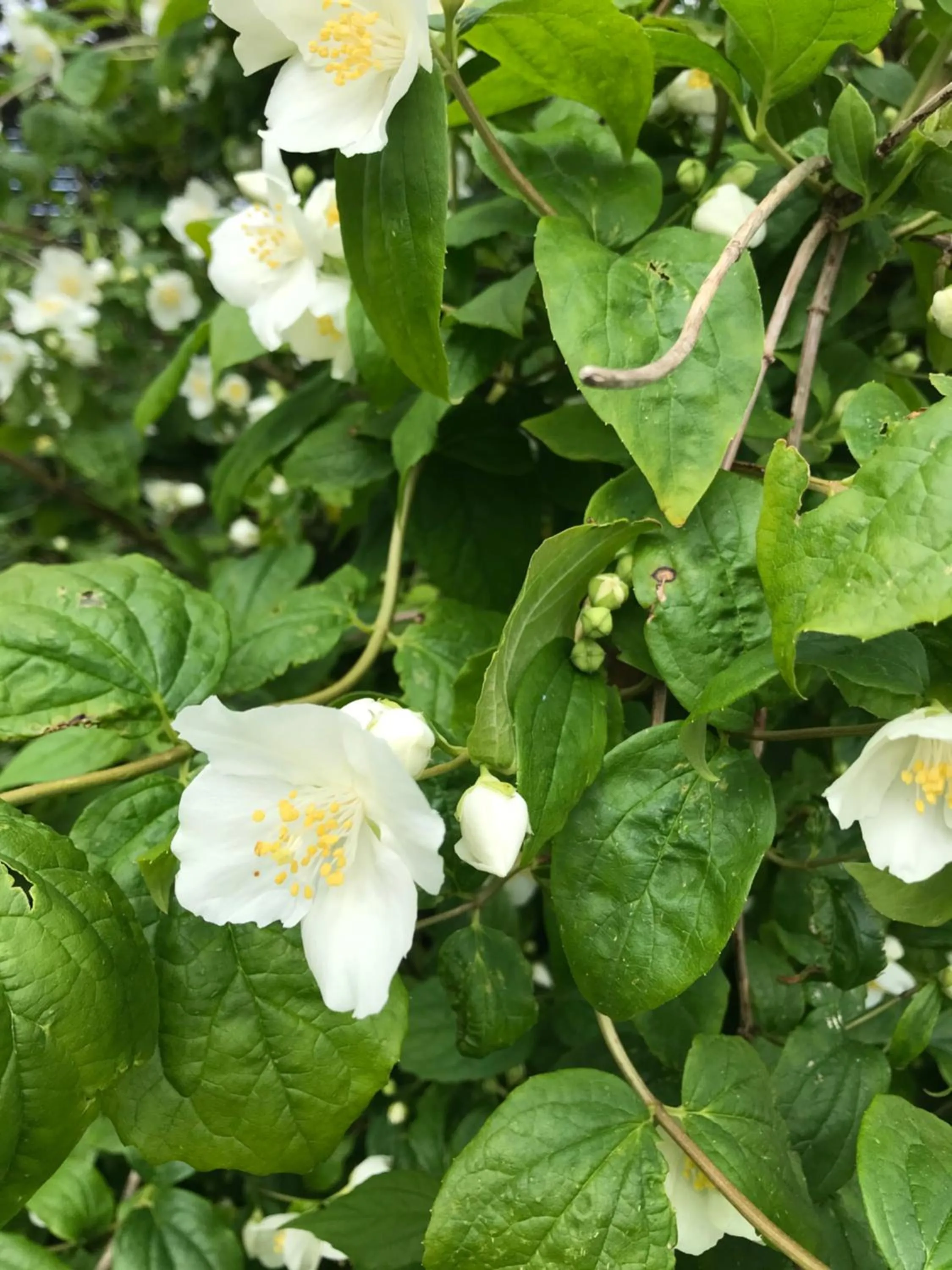 Field End House Strawberry Lane Meysey Hampton