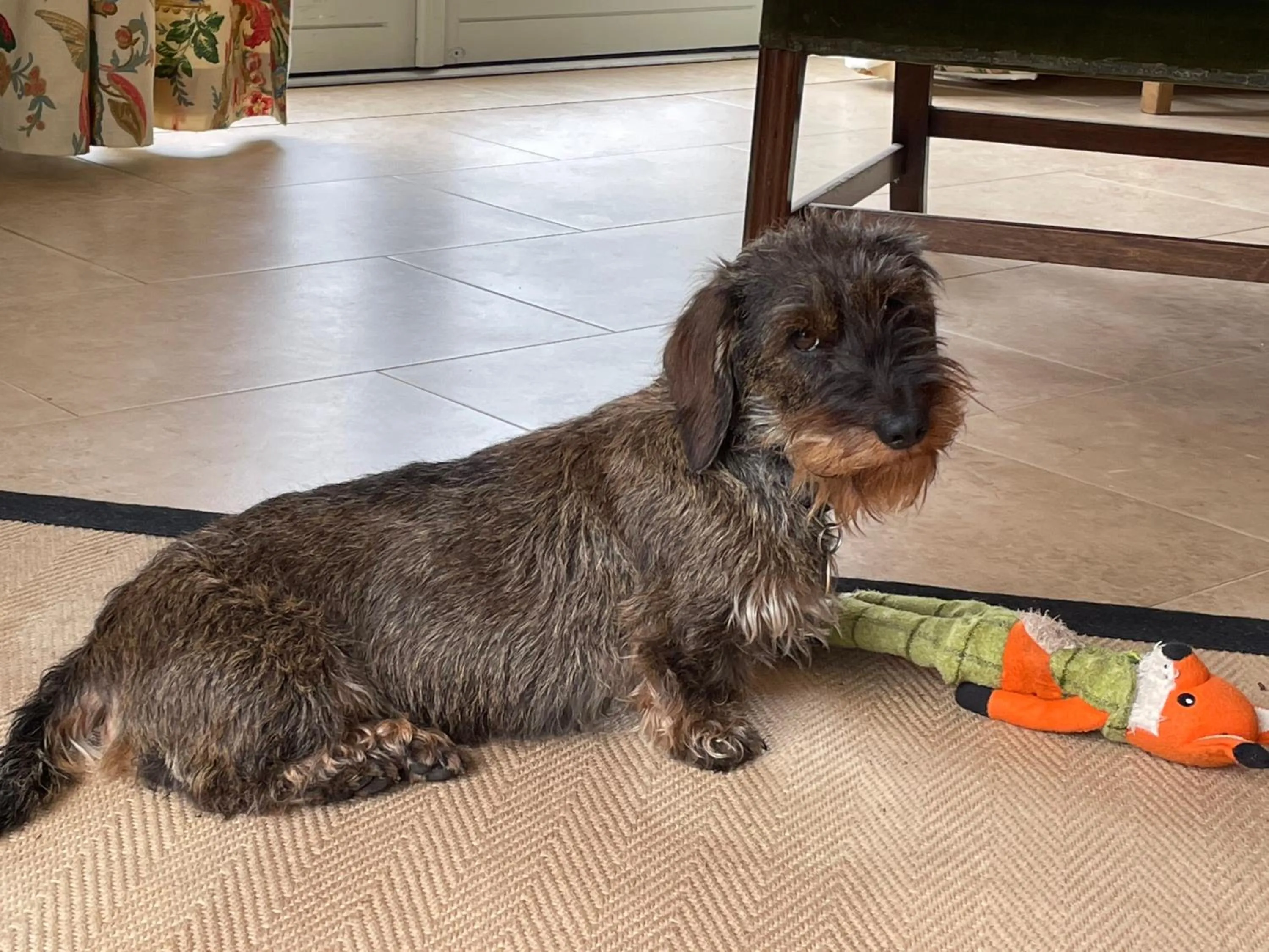 Pets in Field End House Strawberry Lane Meysey Hampton