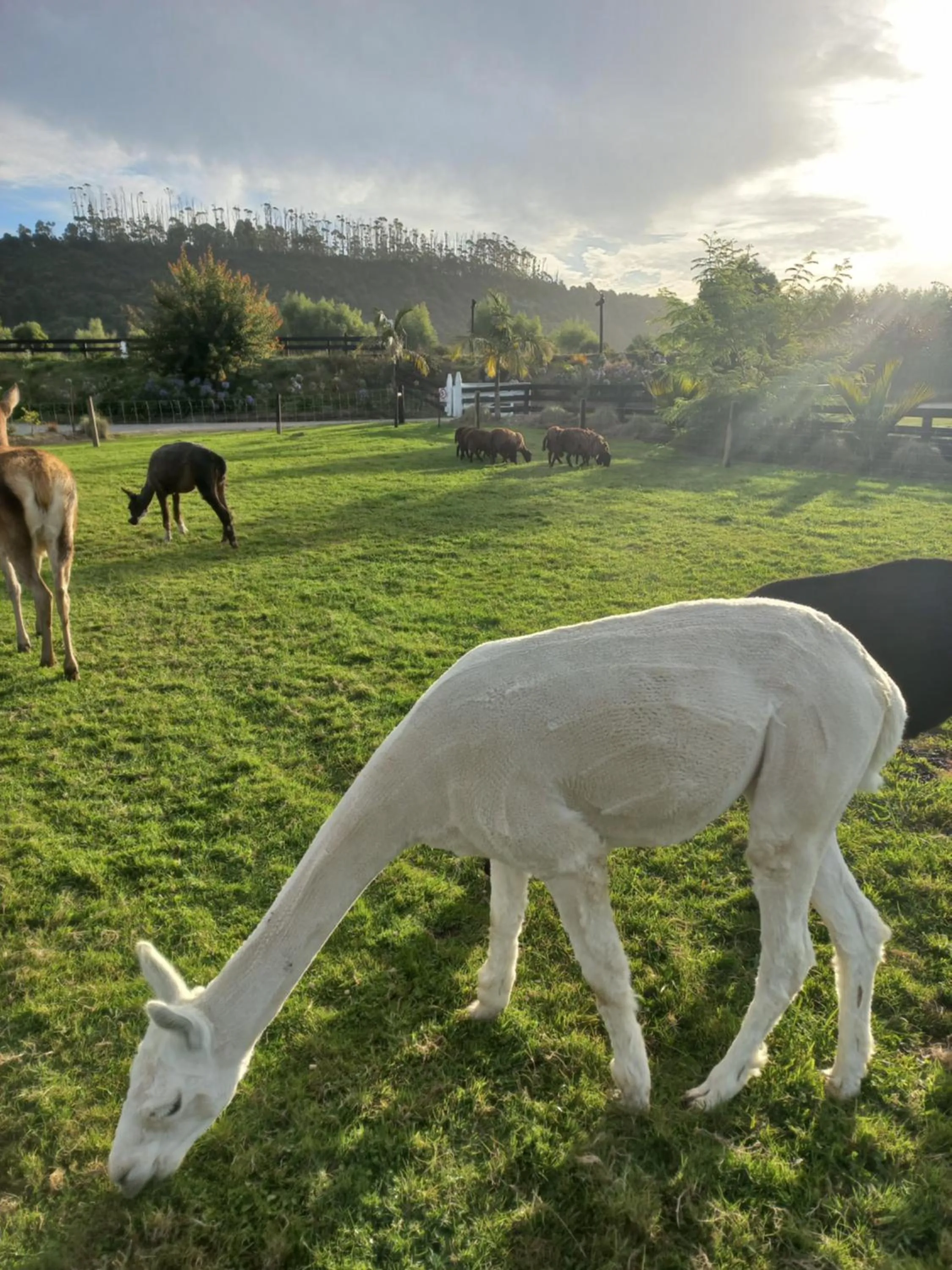 Animals in Karamea River Motels