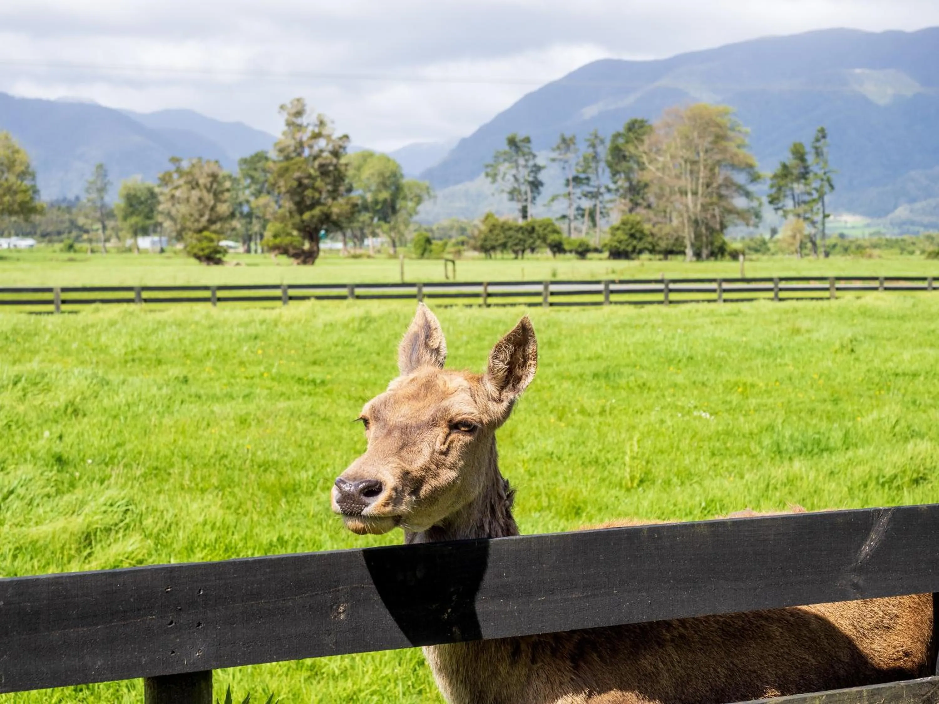 Natural landscape in Karamea River Motels