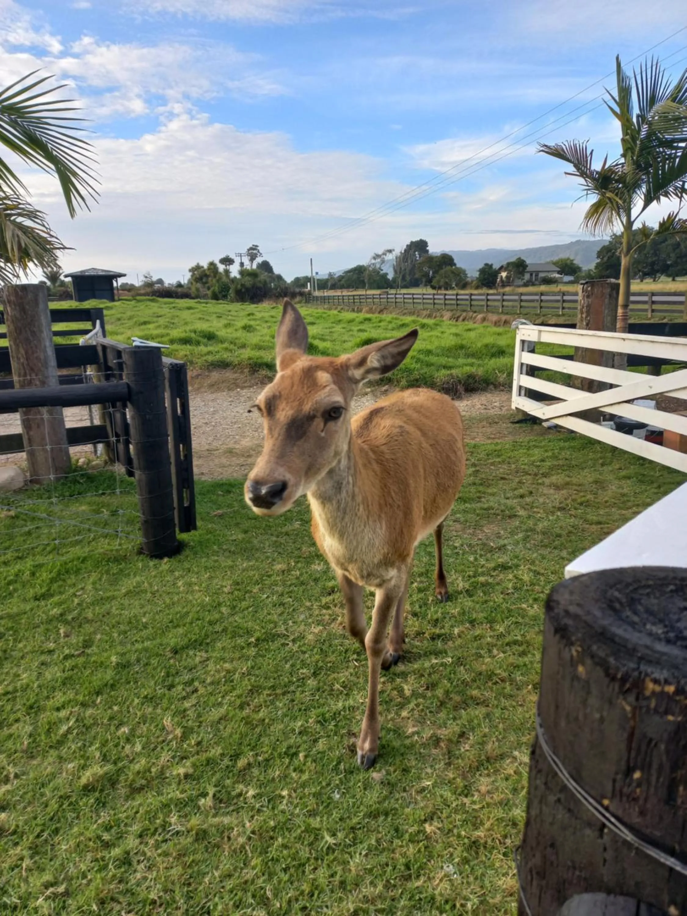 Animals in Karamea River Motels