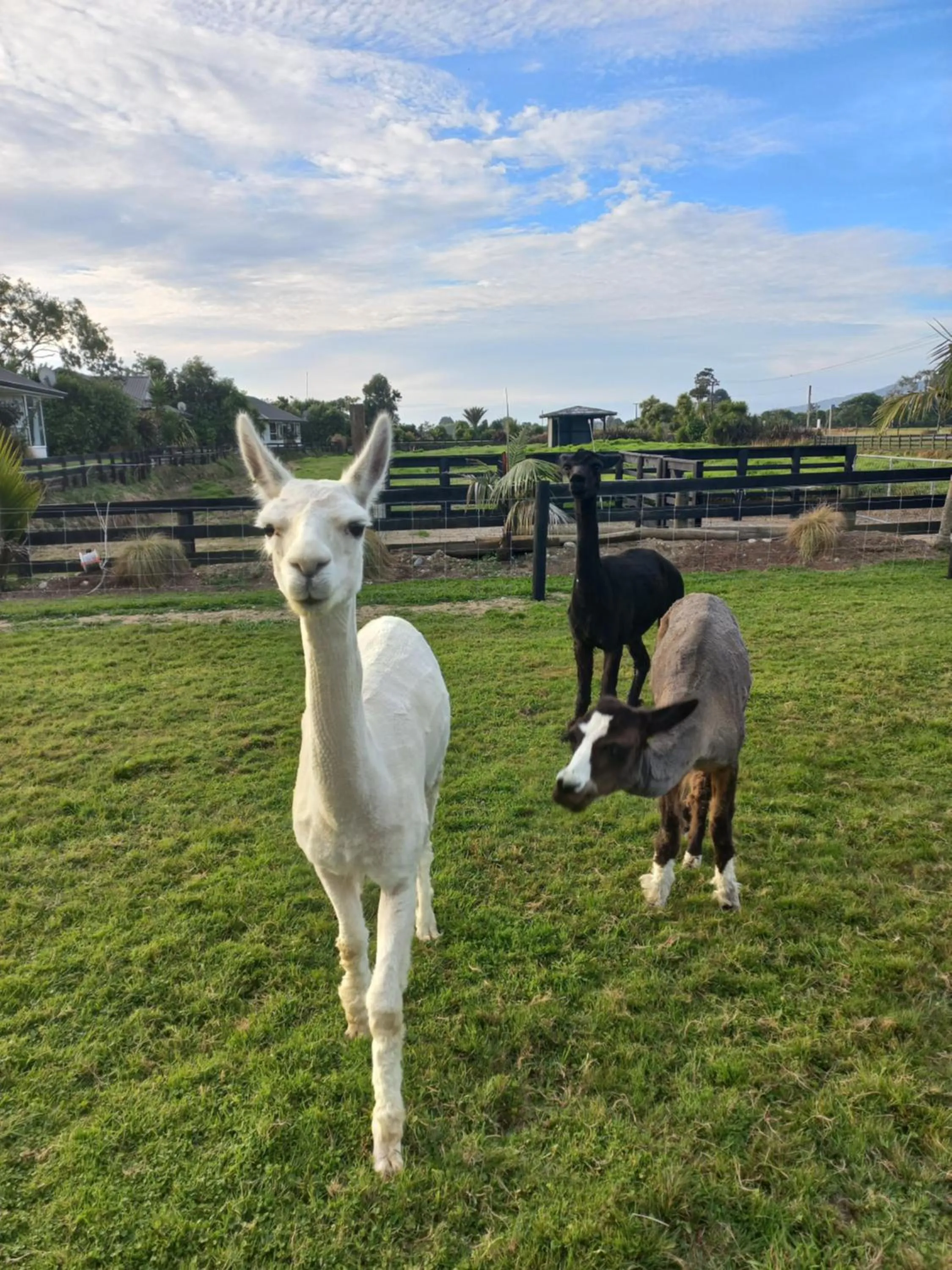 Animals in Karamea River Motels
