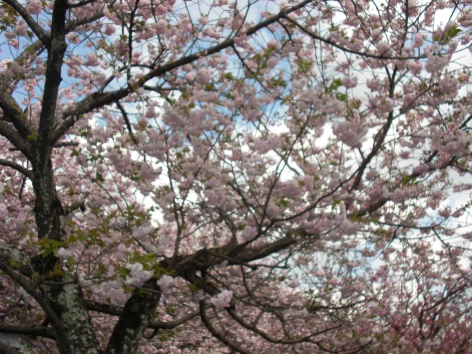 Seasons in Plaza Hotel Fujinoi