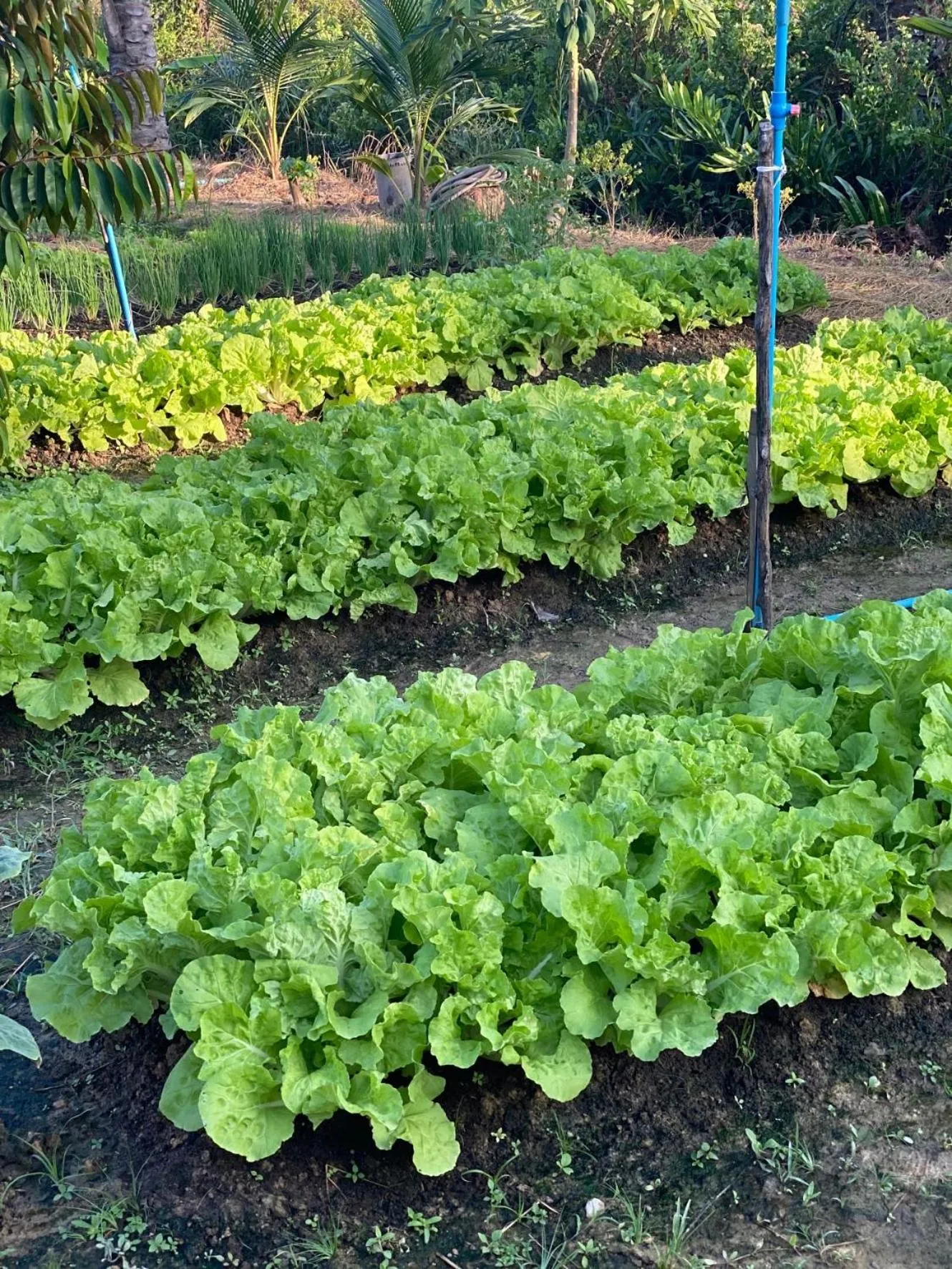 Area and facilities in Koh Jum Ocean Beach Resort