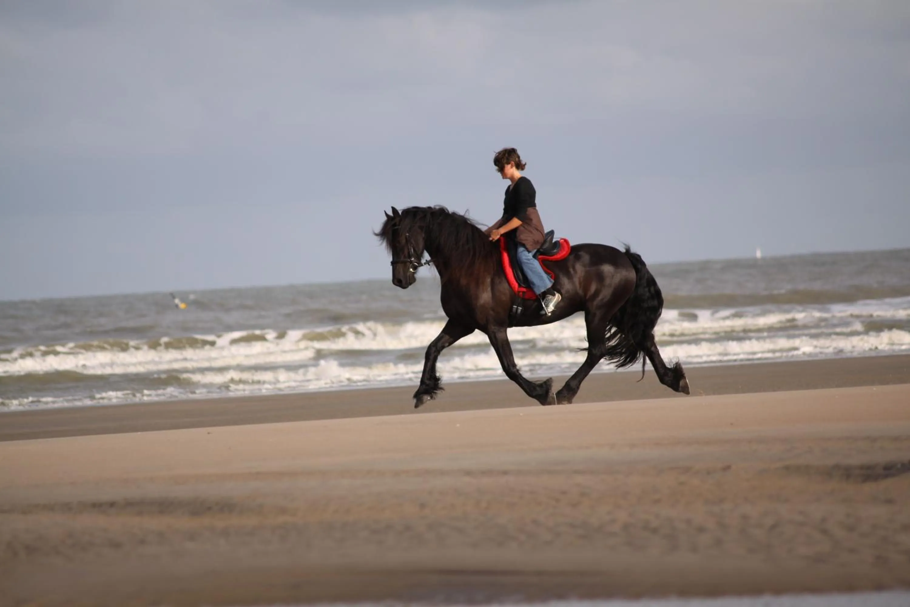 Animals in Hotel Escapade