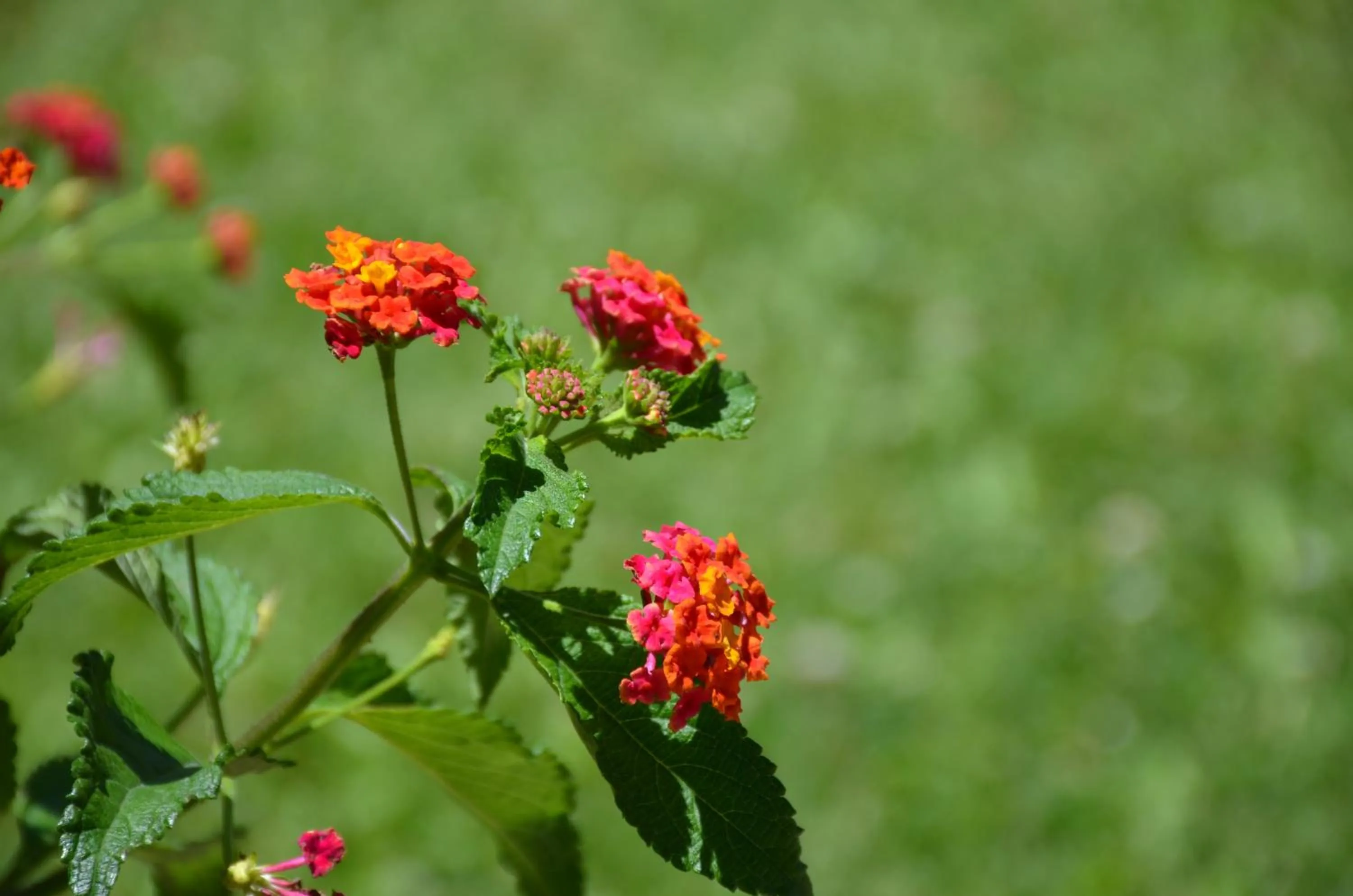 Garden in Finca Fisterra