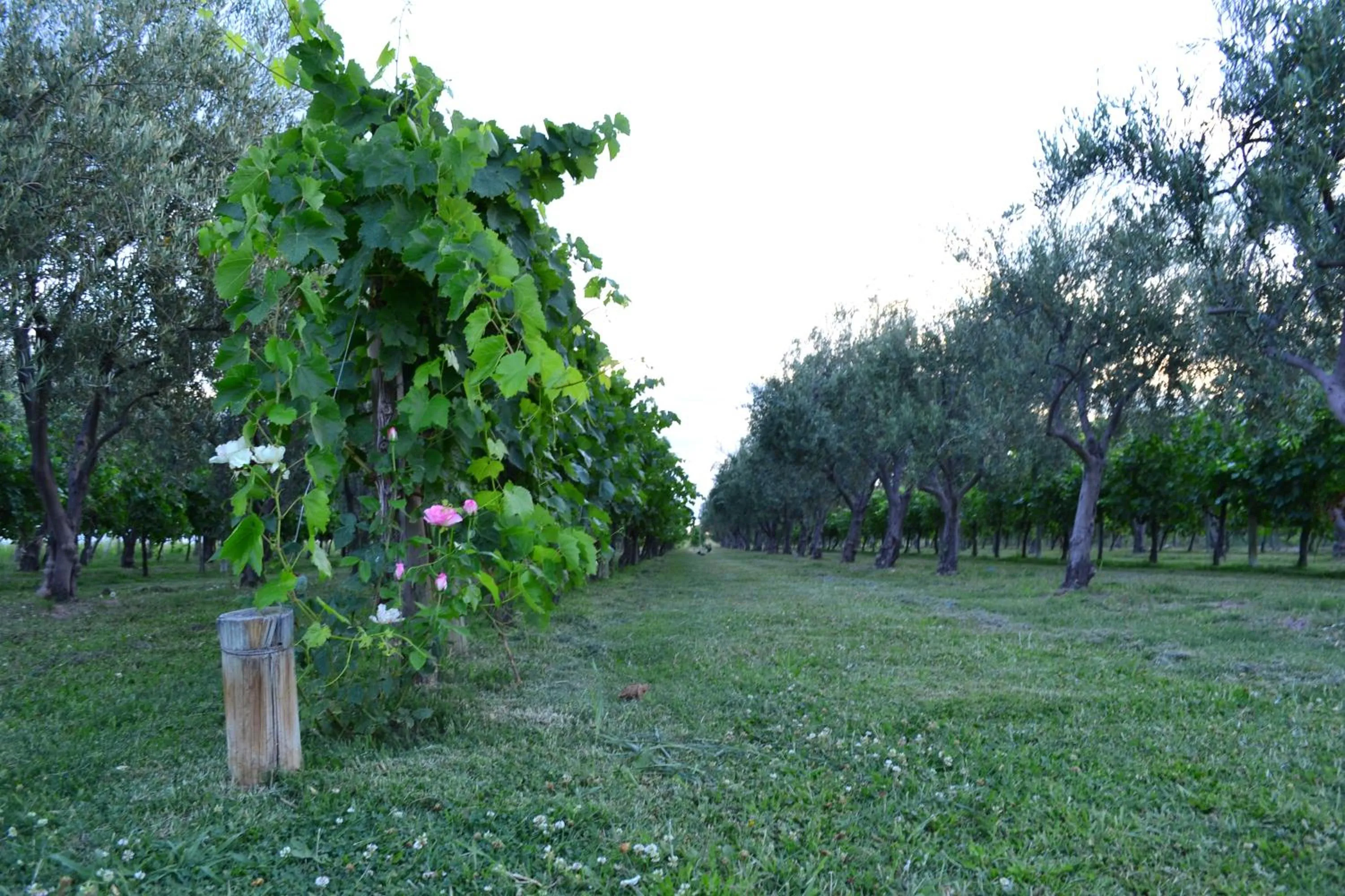Area and facilities in Finca Fisterra
