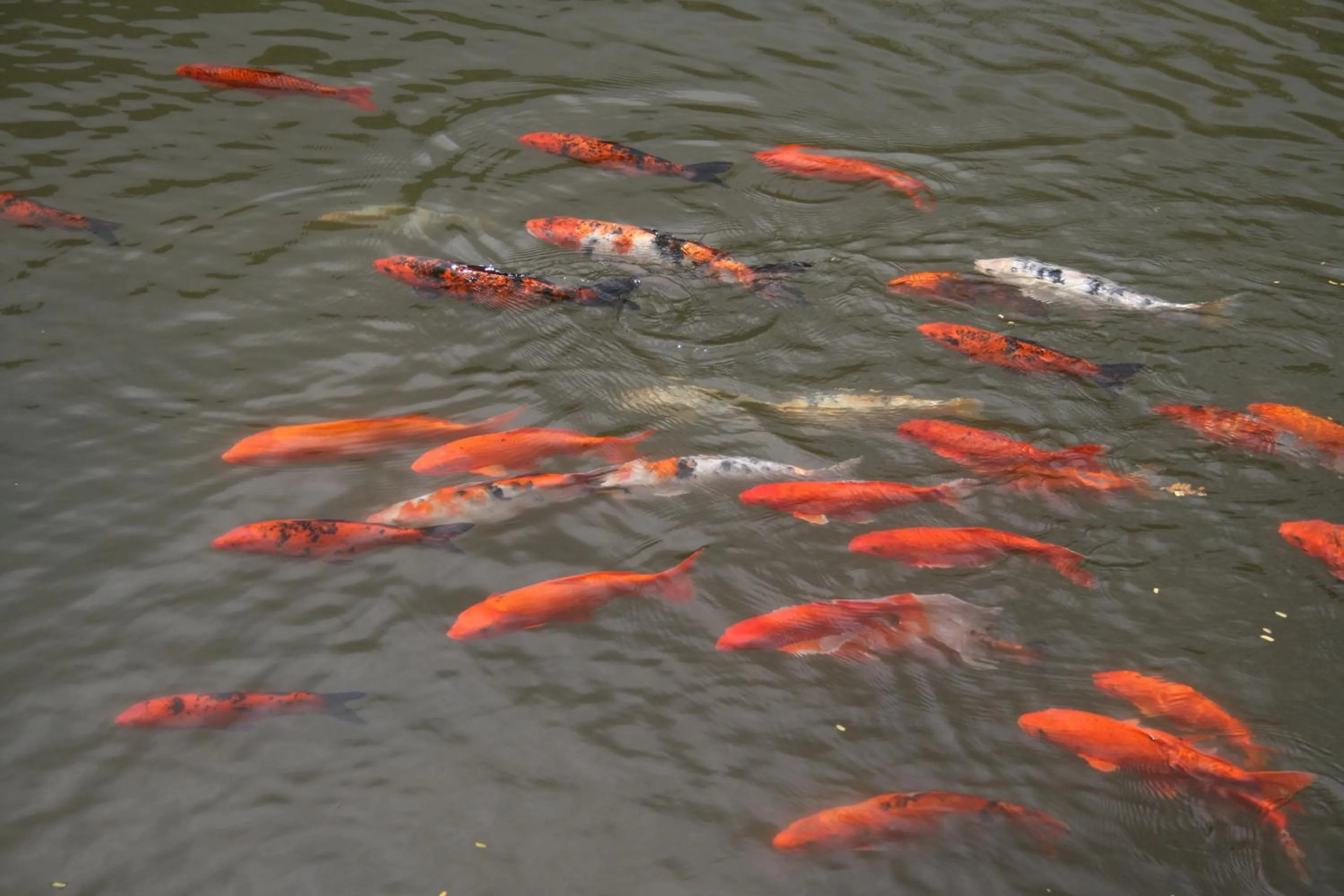 Animals in Maskeli Oya Family Park