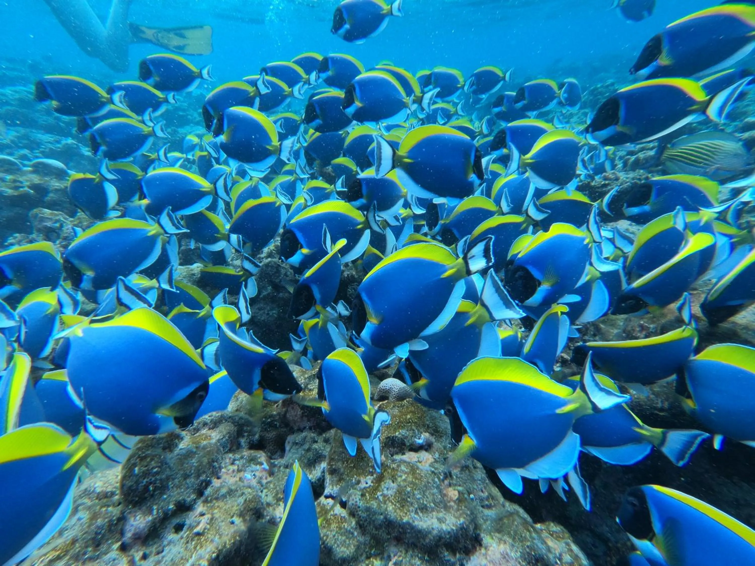 Off site in The Sunrise Huraa