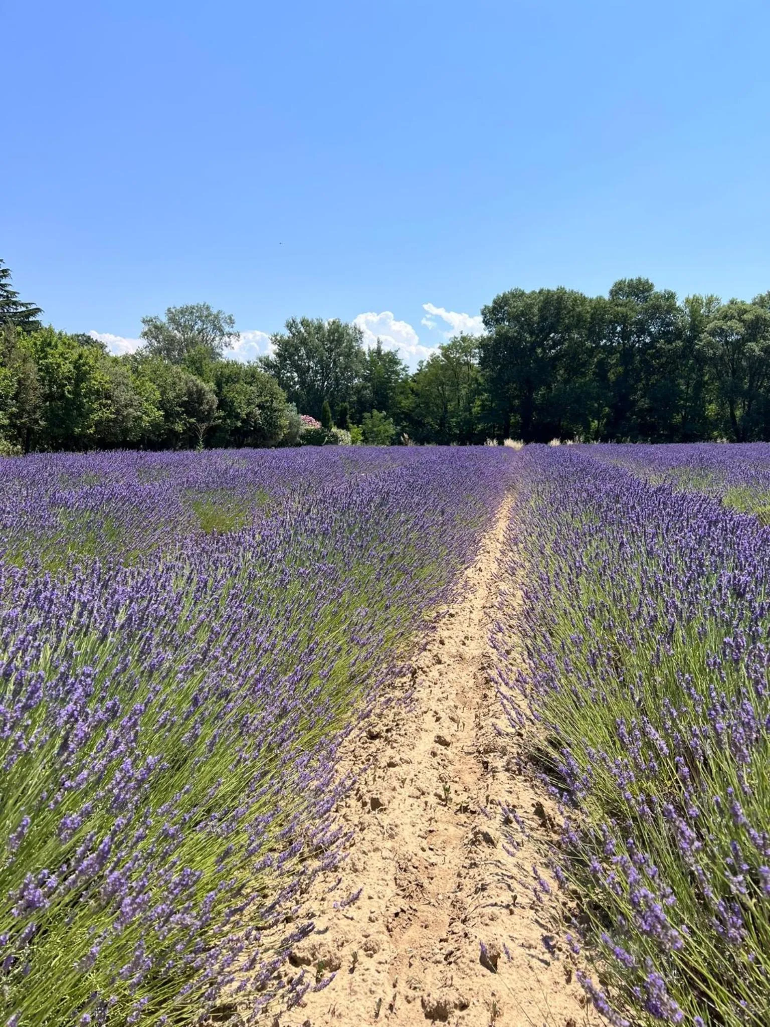 Le Moulin de Montségur