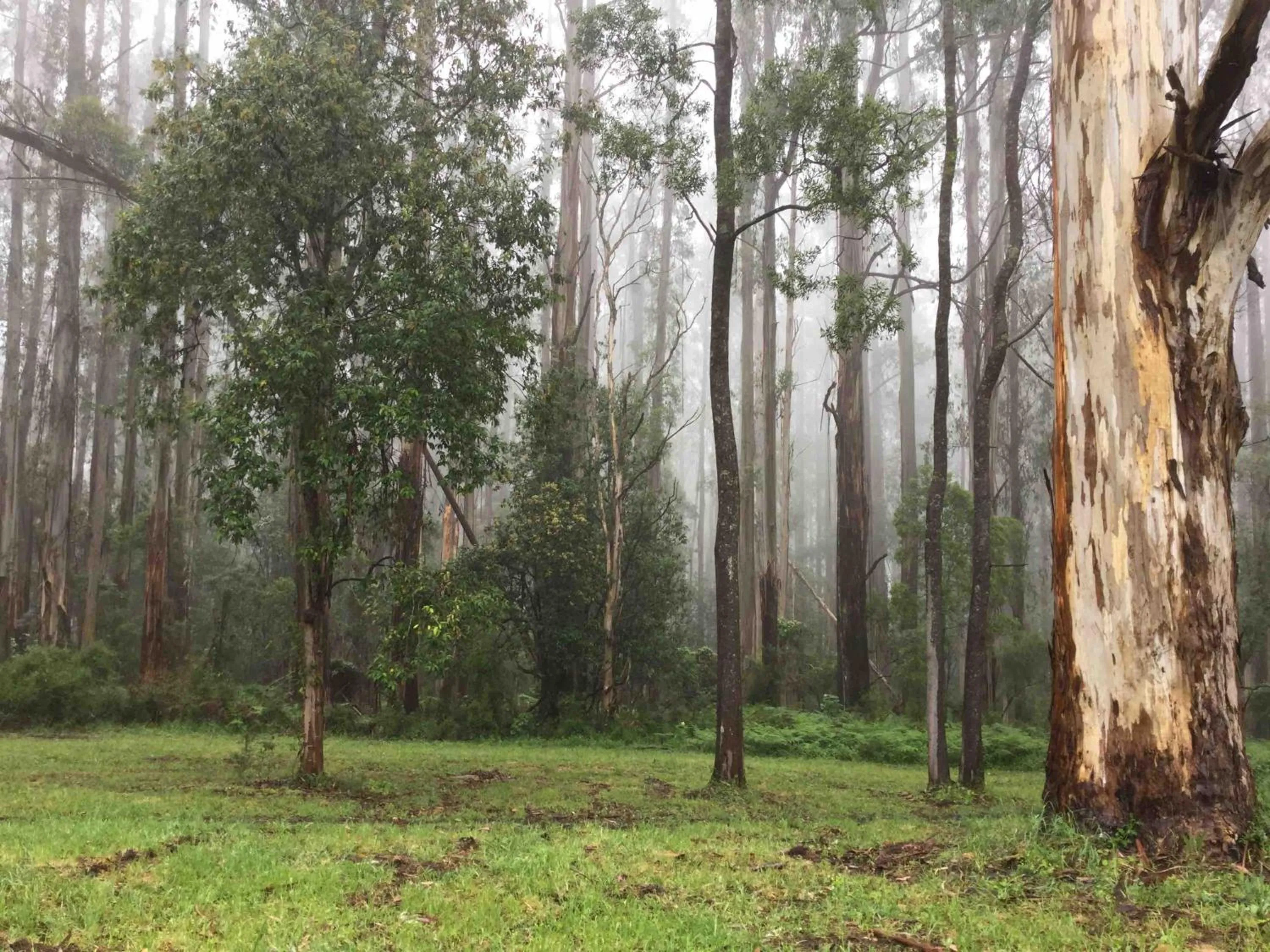 Off site in Emerald Creek Cottages