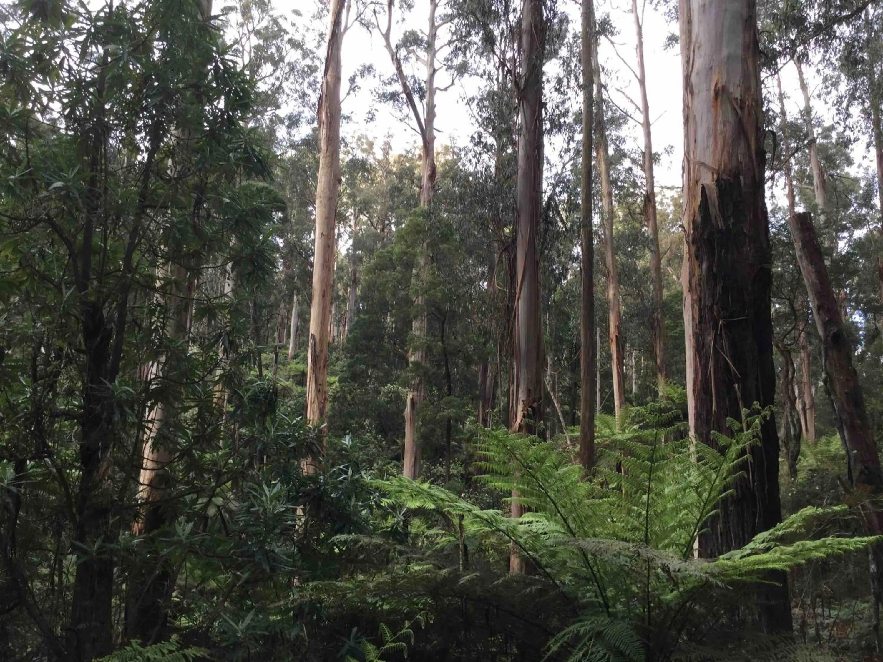 Off site in Emerald Creek Cottages