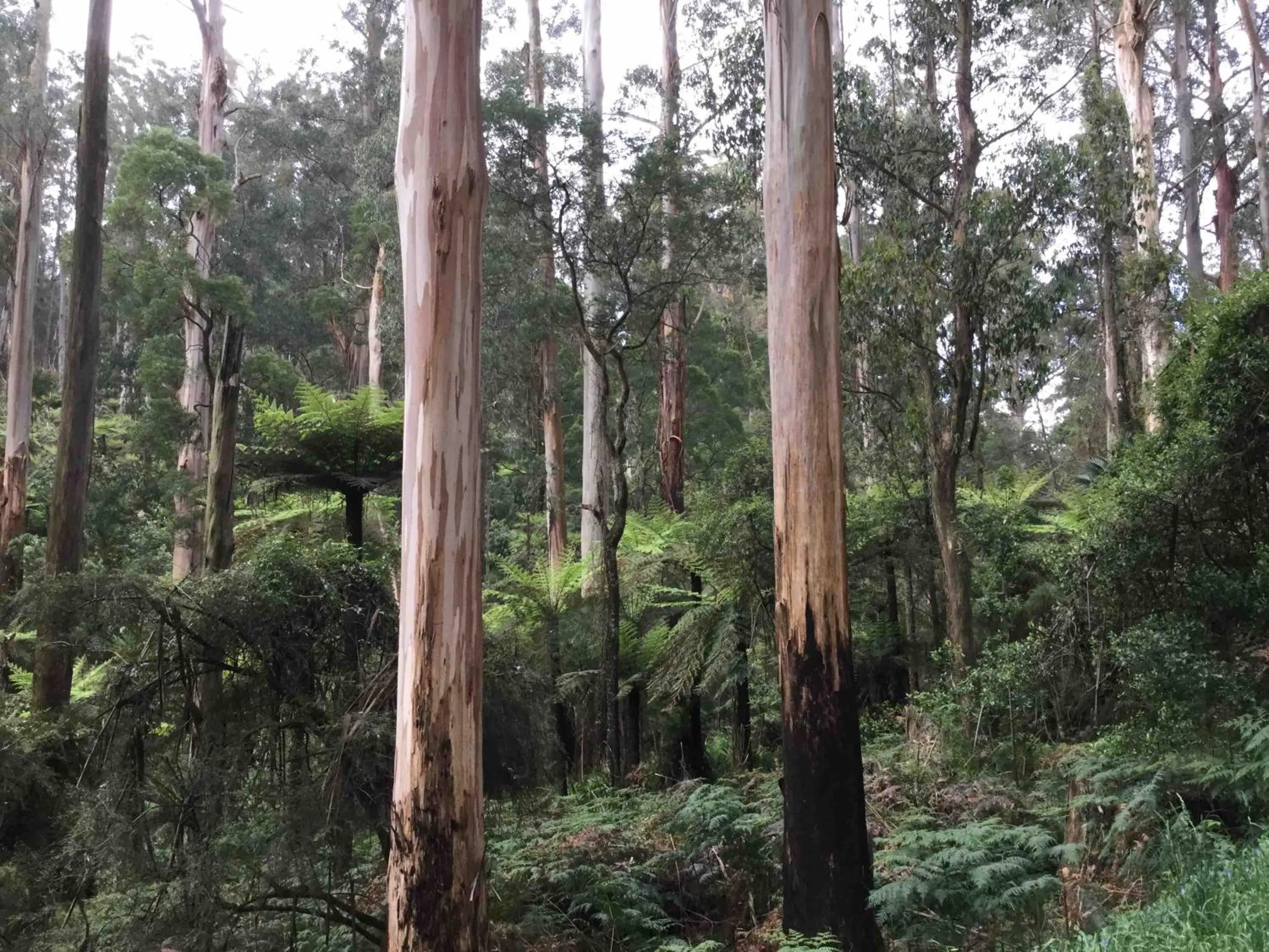 Off site in Emerald Creek Cottages
