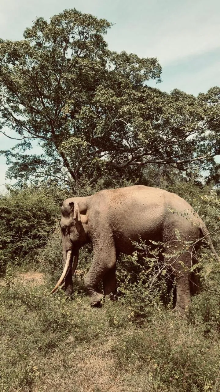 Nature lovers Safari Cottage