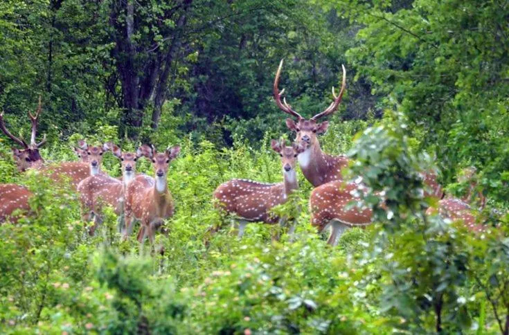 Nature lovers Safari Cottage