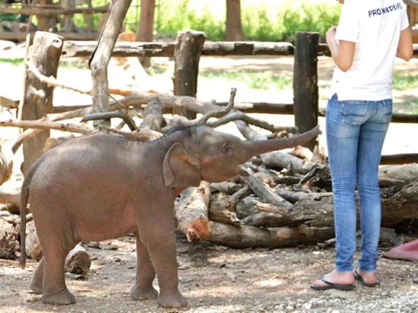 Other in Nature lovers Safari Cottage