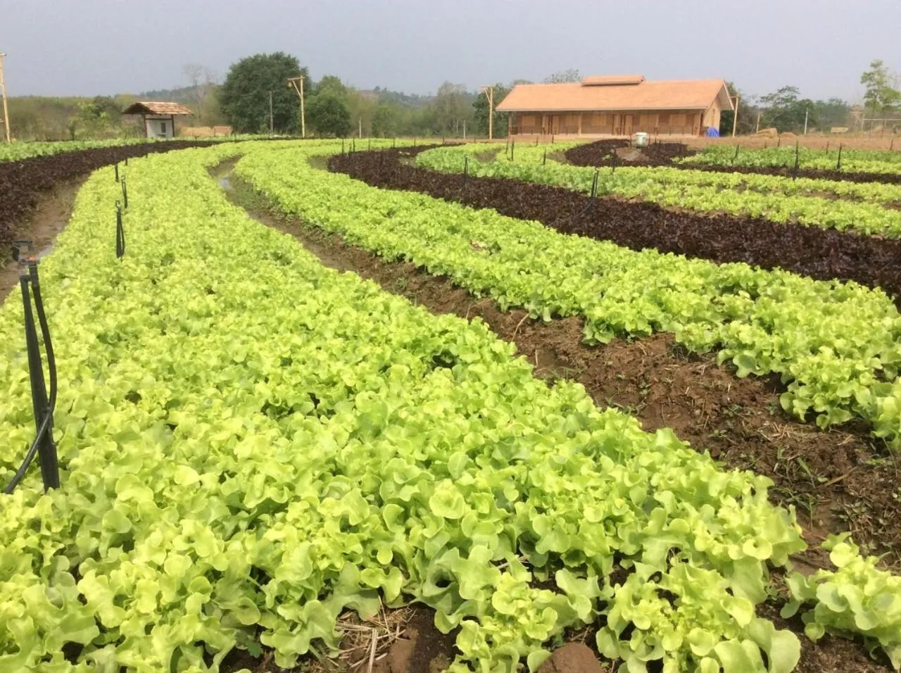 Property building in COOLLiving Farmhouse Organic