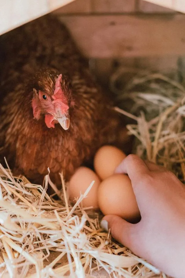 Activities in COOLLiving Farmhouse Organic