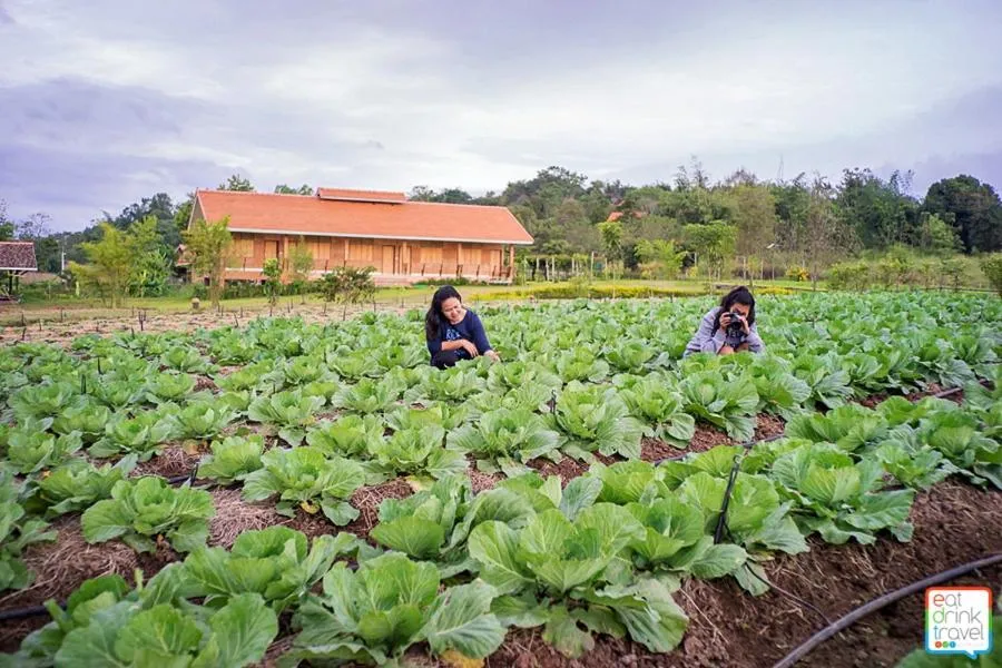 COOLLiving Farmhouse Organic