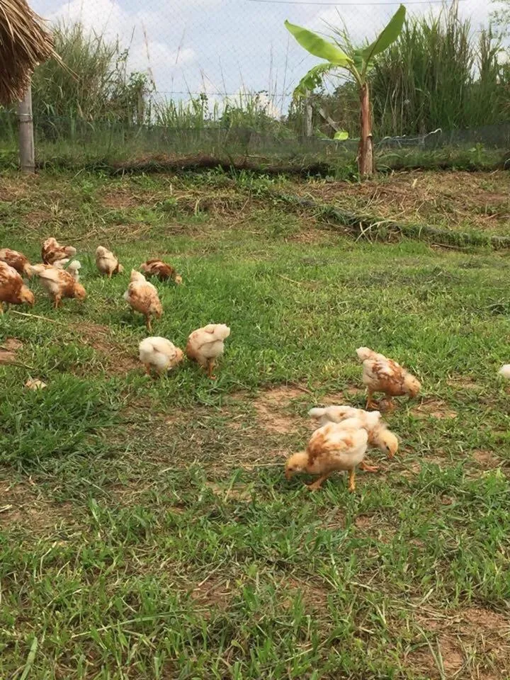 Pets in COOLLiving Farmhouse Organic