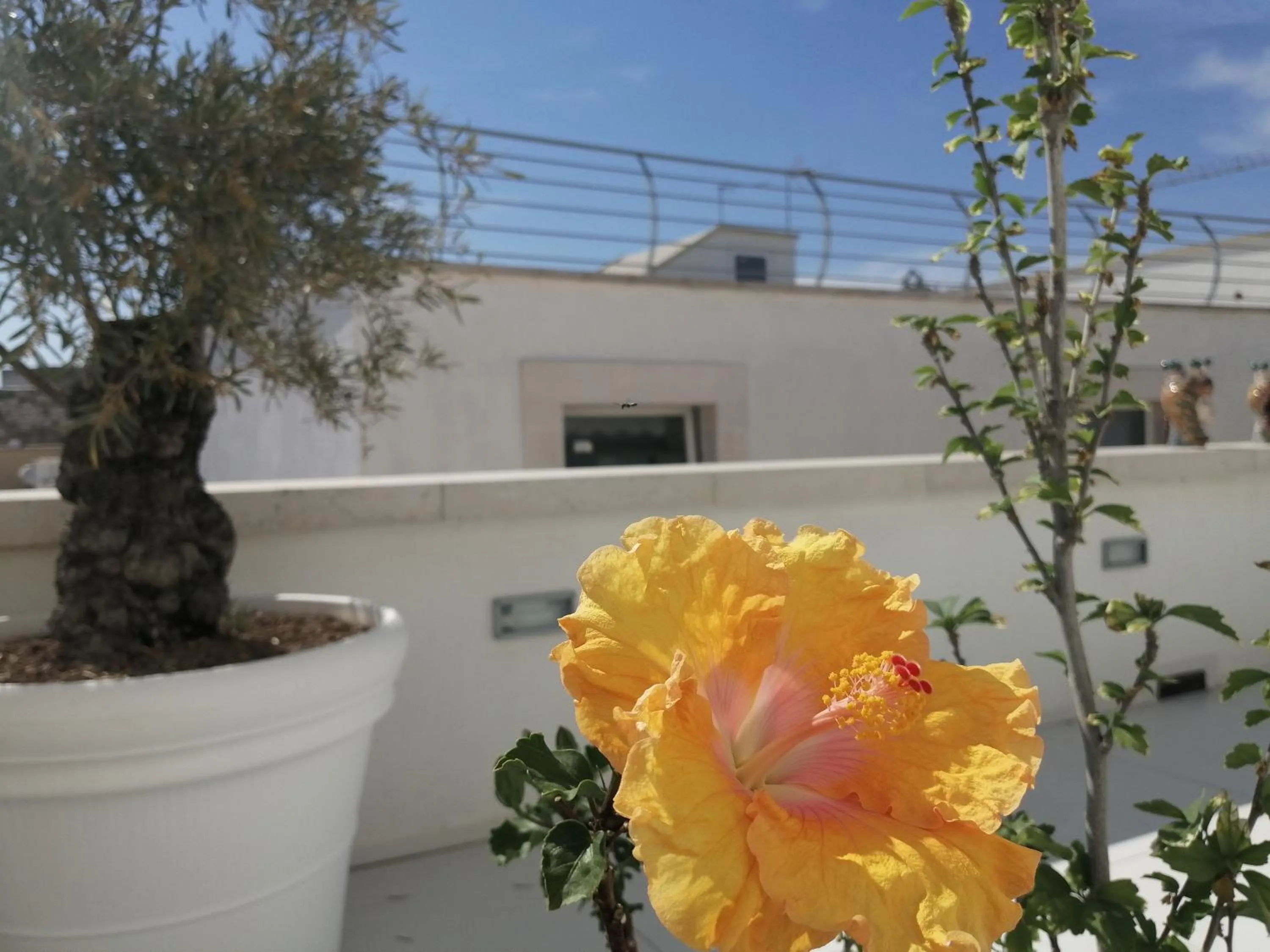 Day in B&B re apartments Palazzo Muscati