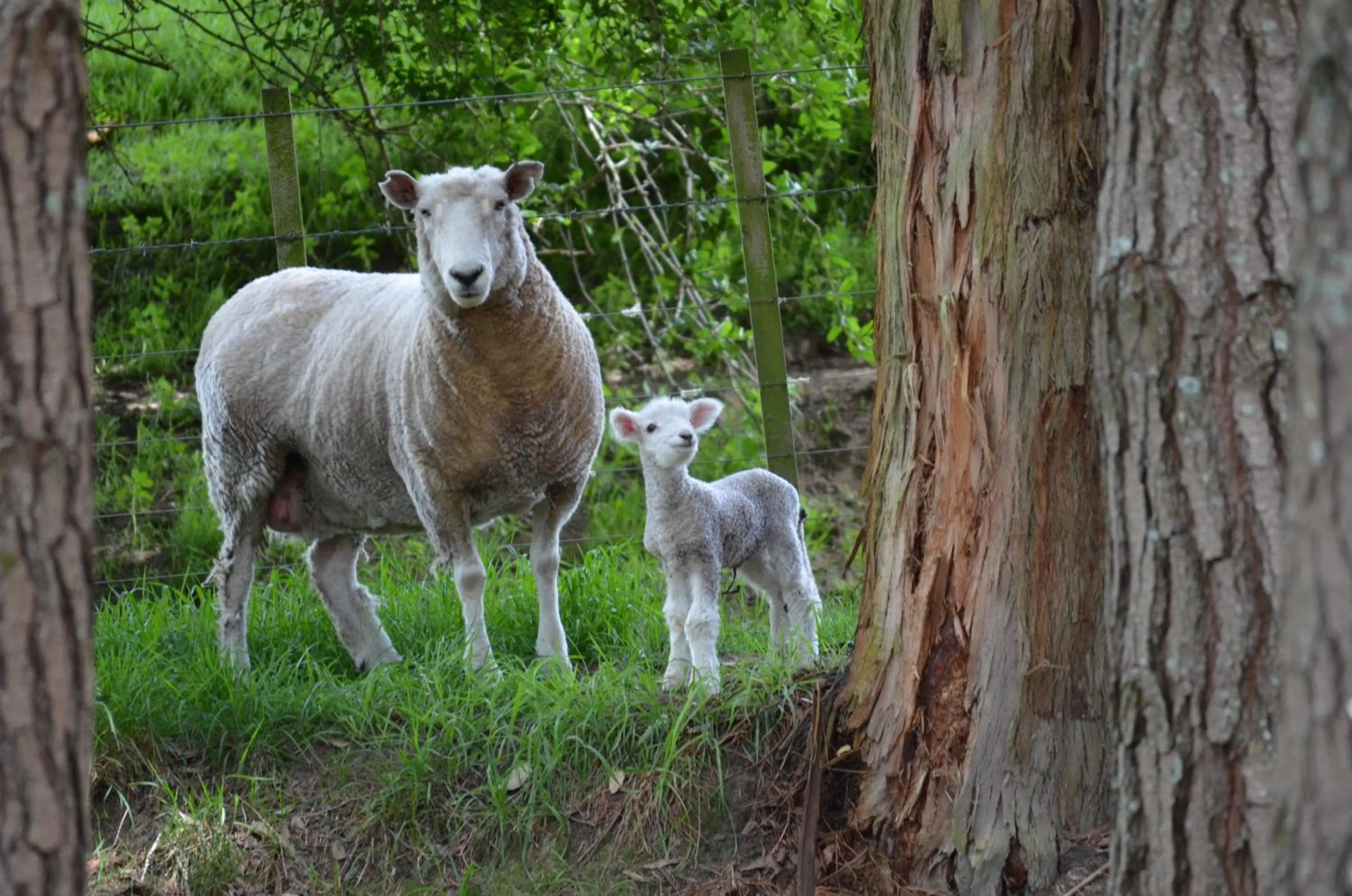 Animals in Ashcott Homestead Bed & Breakfast