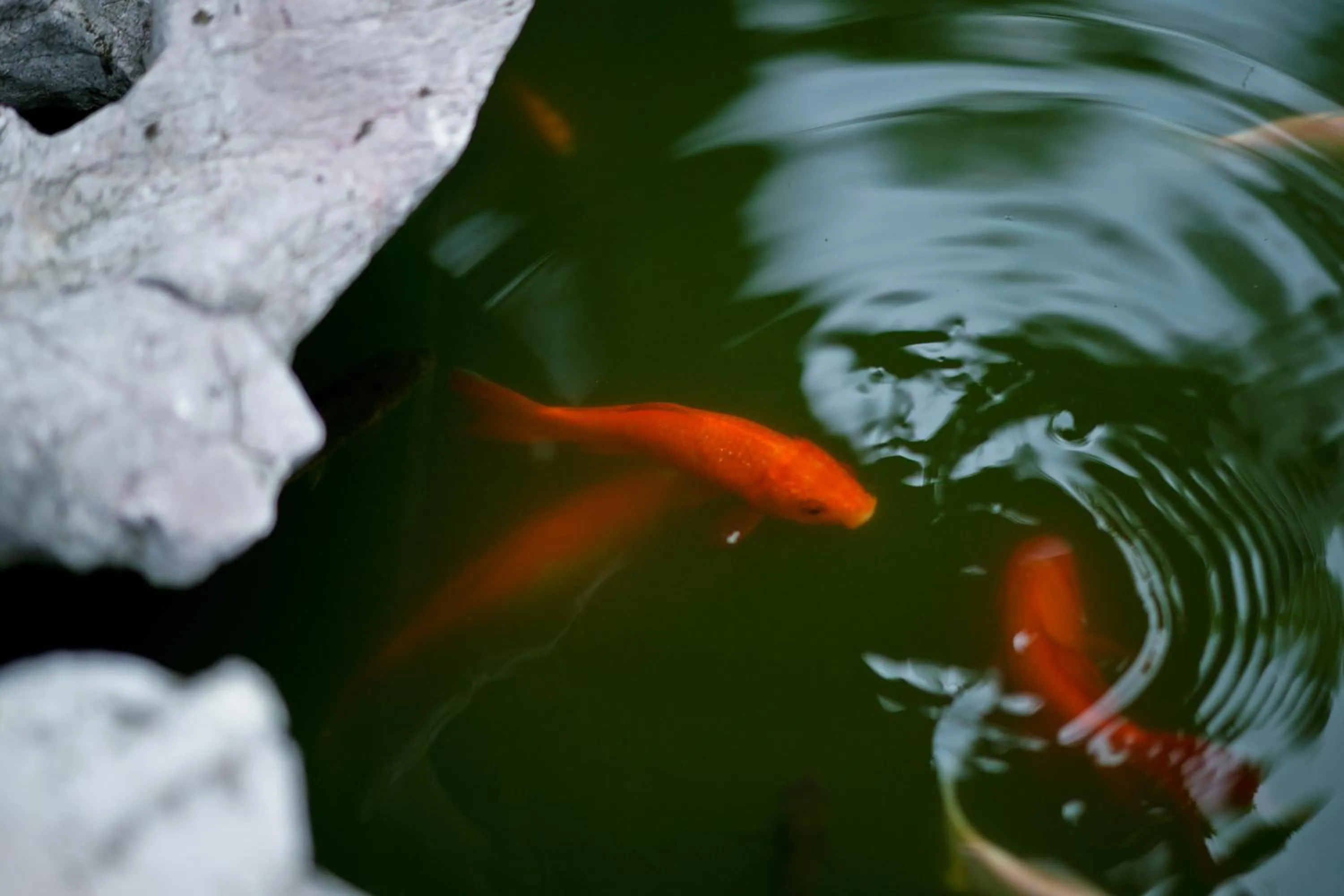 Animals in Pure-Land Villa