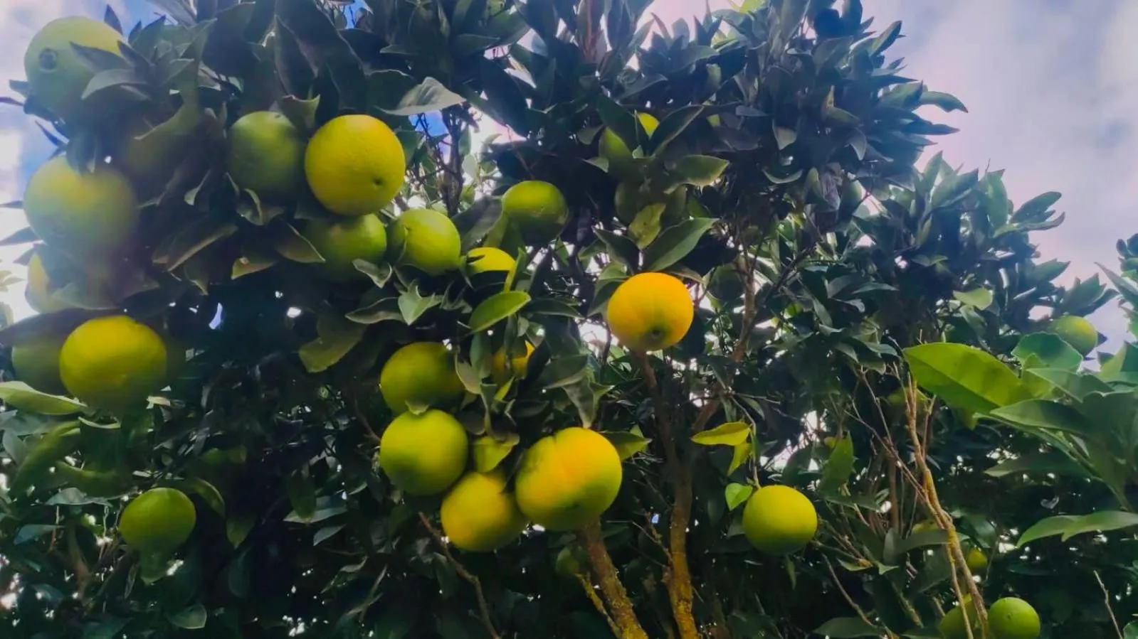 Garden in Finca Rural La Casa Verde