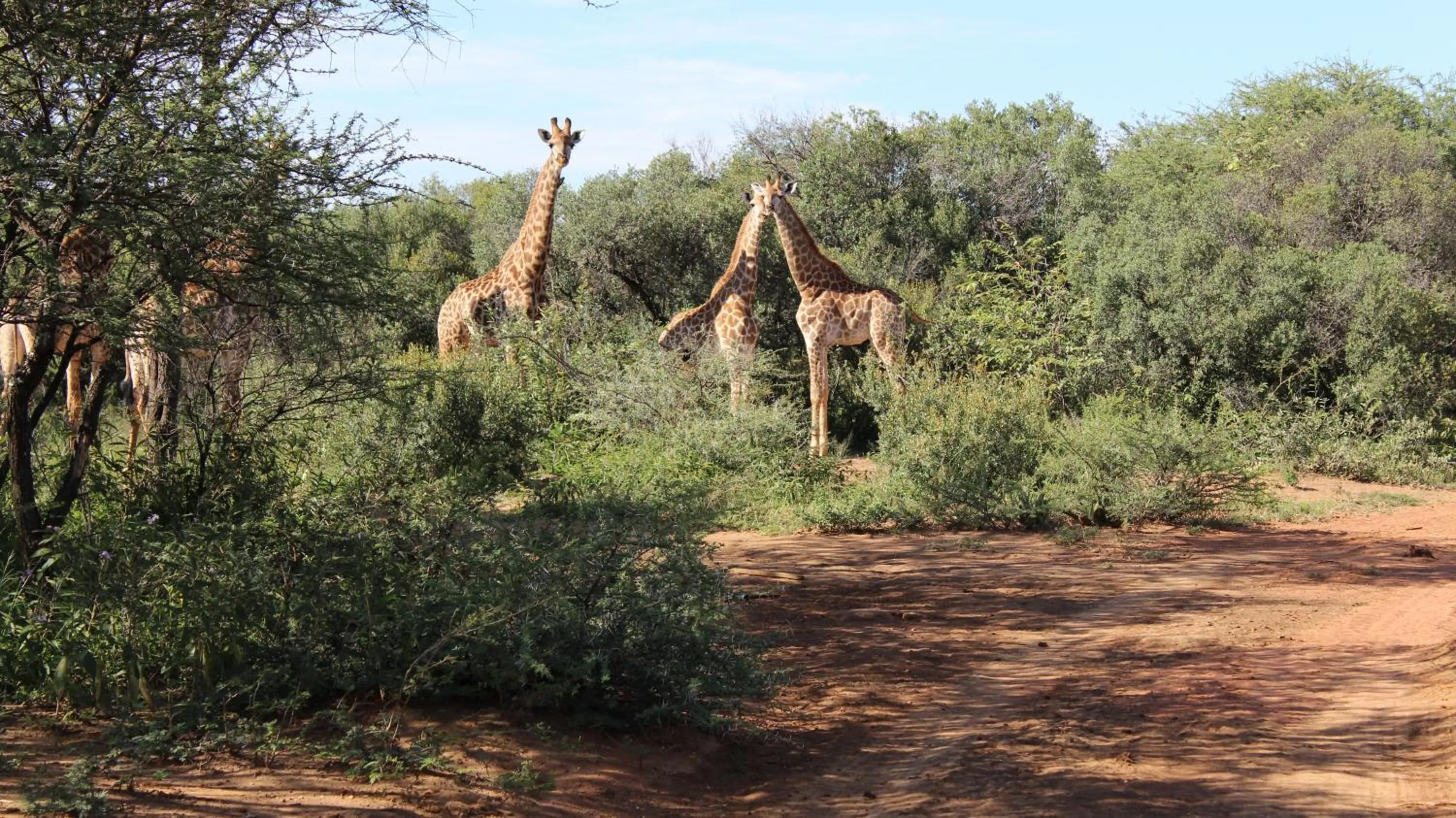 Animals in Thabaledi Game Lodge