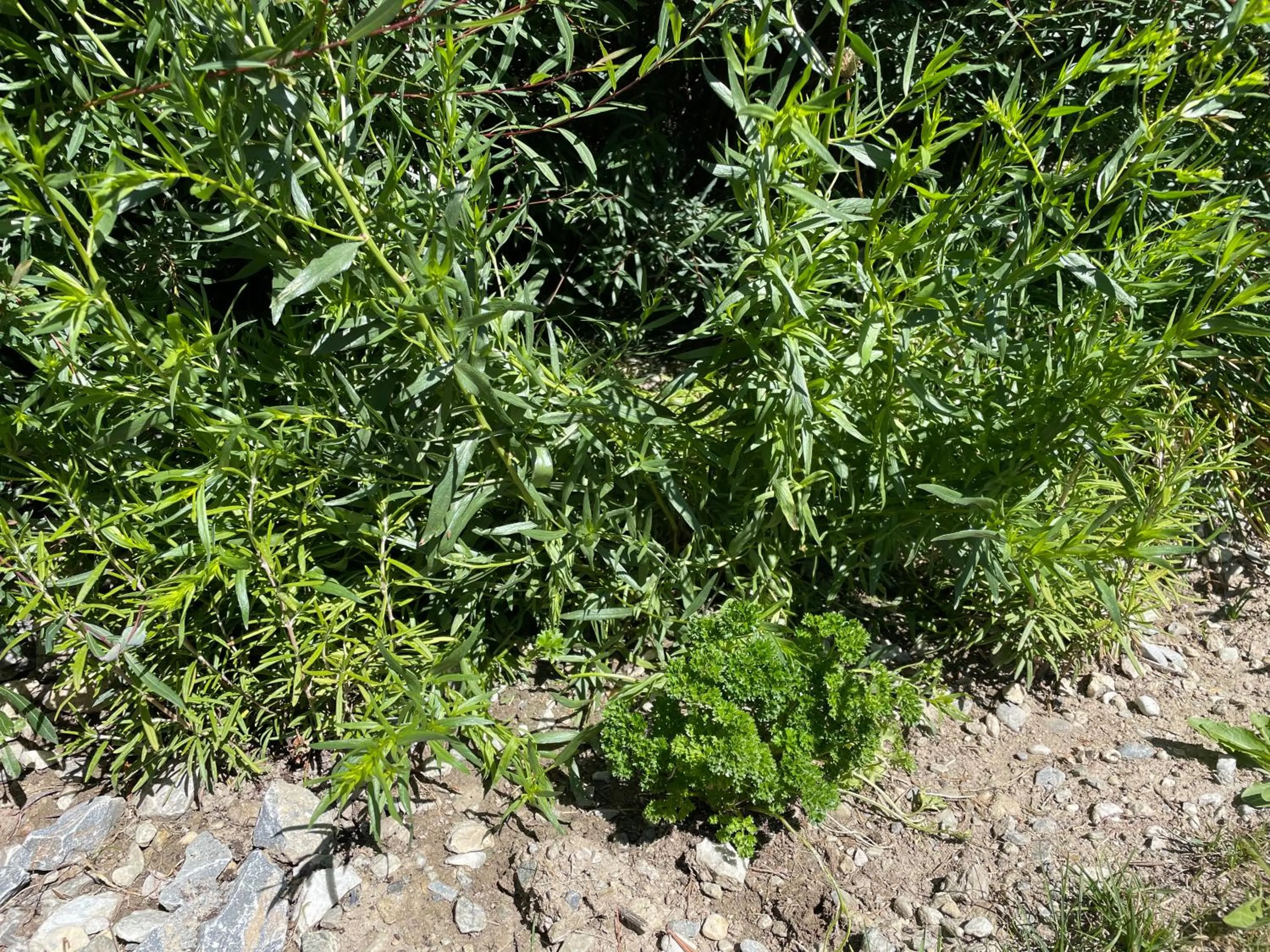 Garden view in Chandolin Boutique Hotel