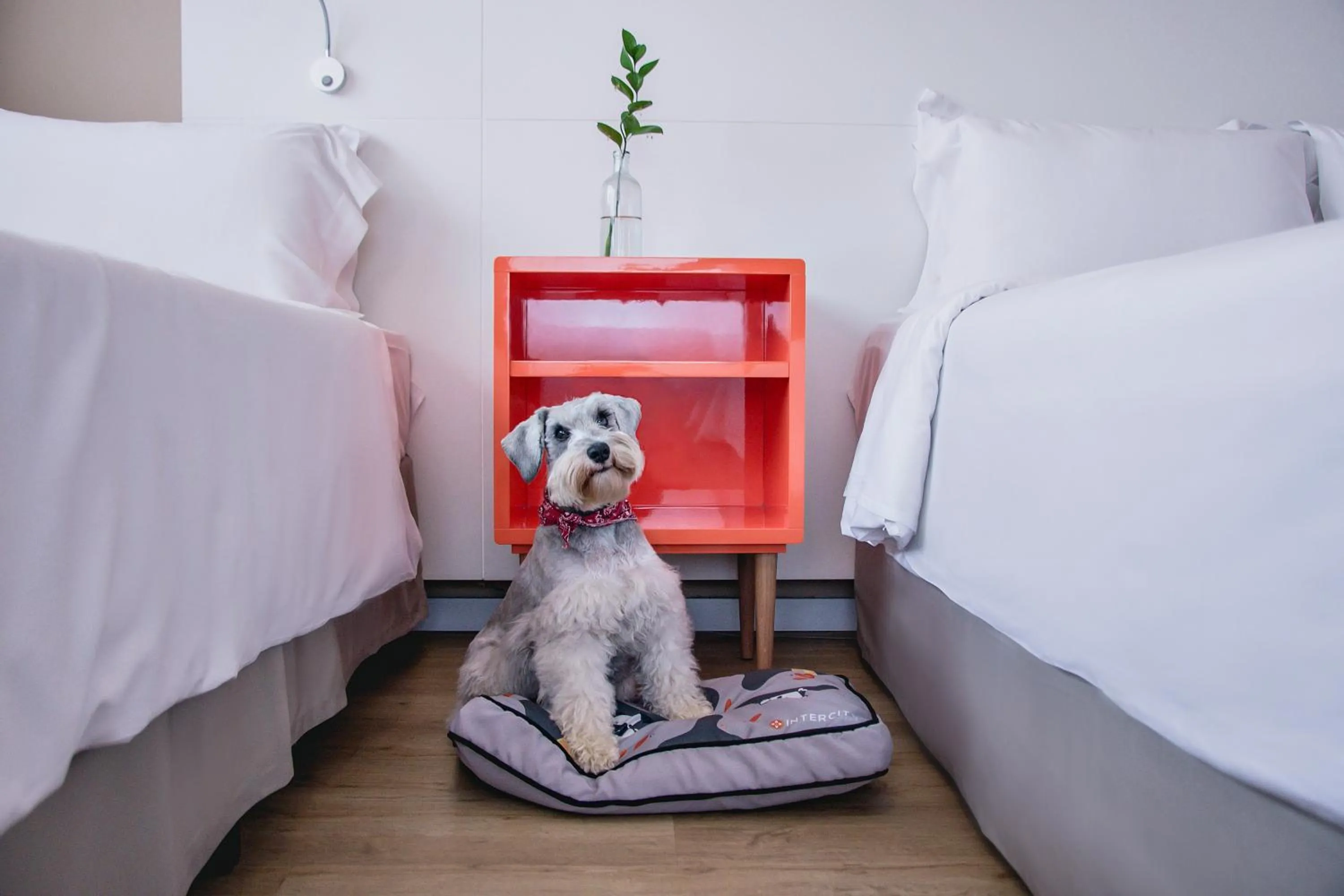 Pets, Bed in Intercity Curitiba Centro Cívico