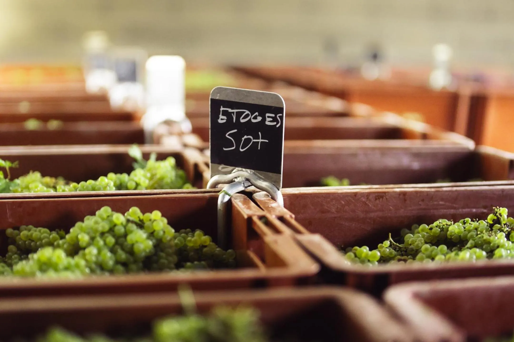 Activities in Le Château d'Etoges - Champagne