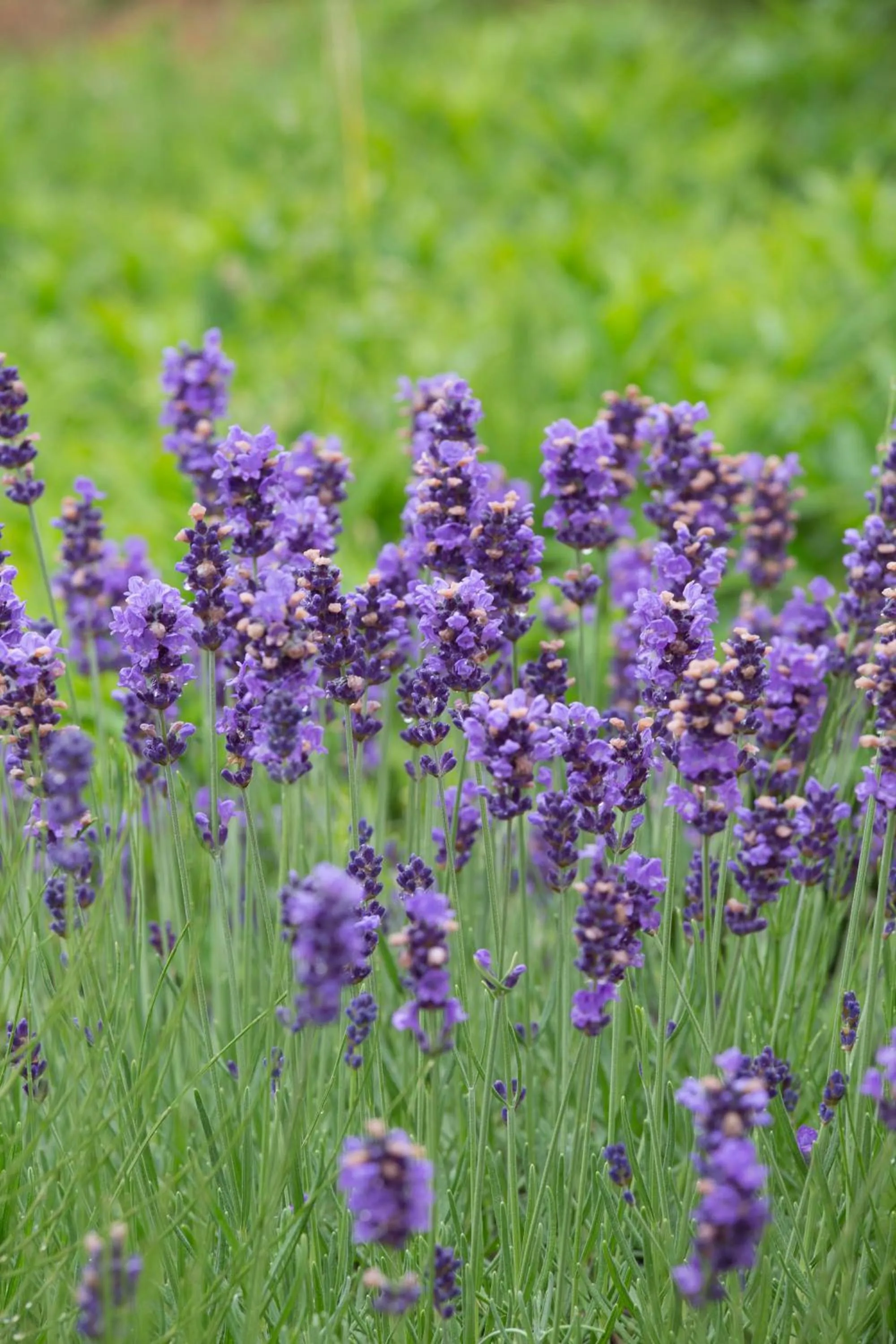 Area and facilities in Garni Hotel Lavendelhof